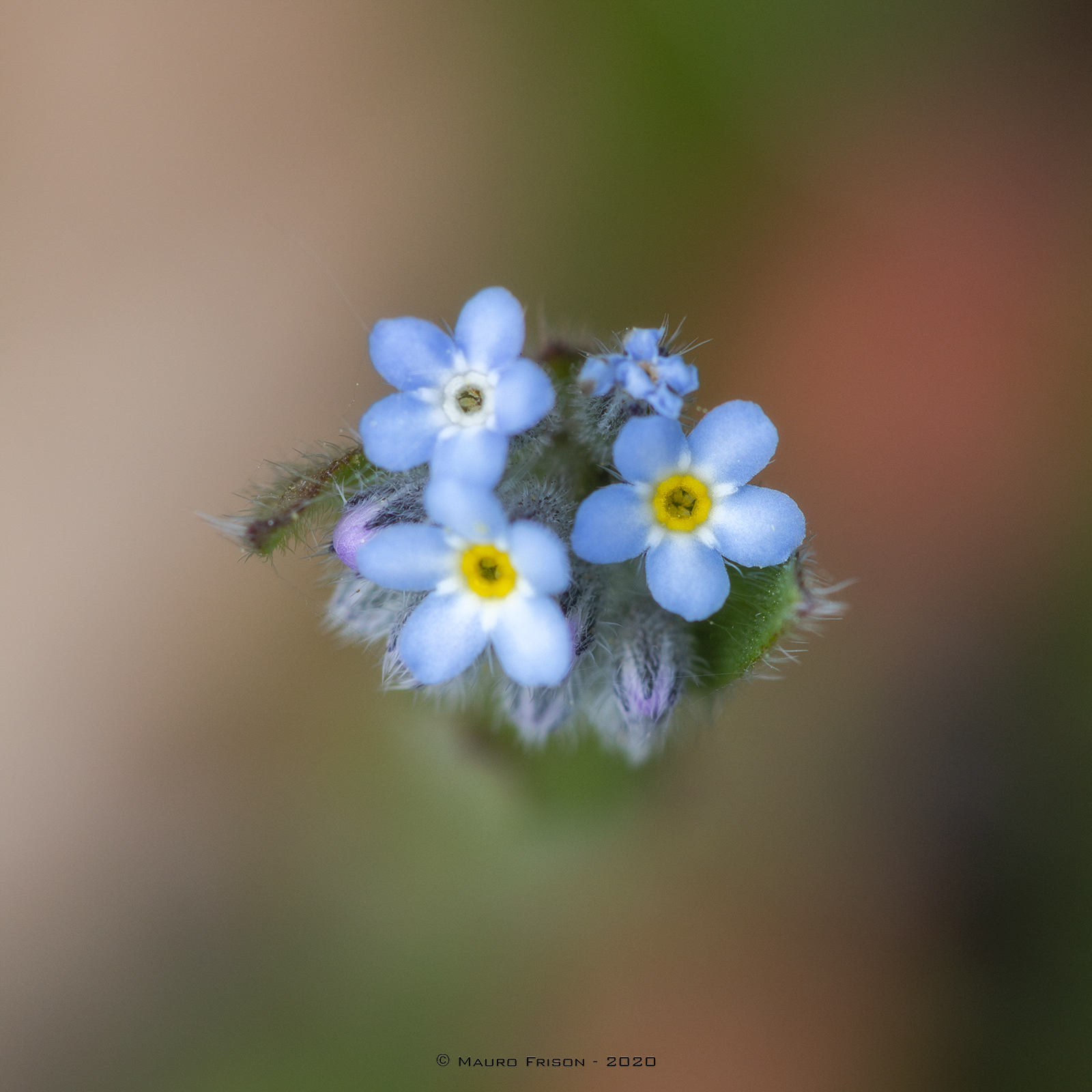 Non ti scordar di me