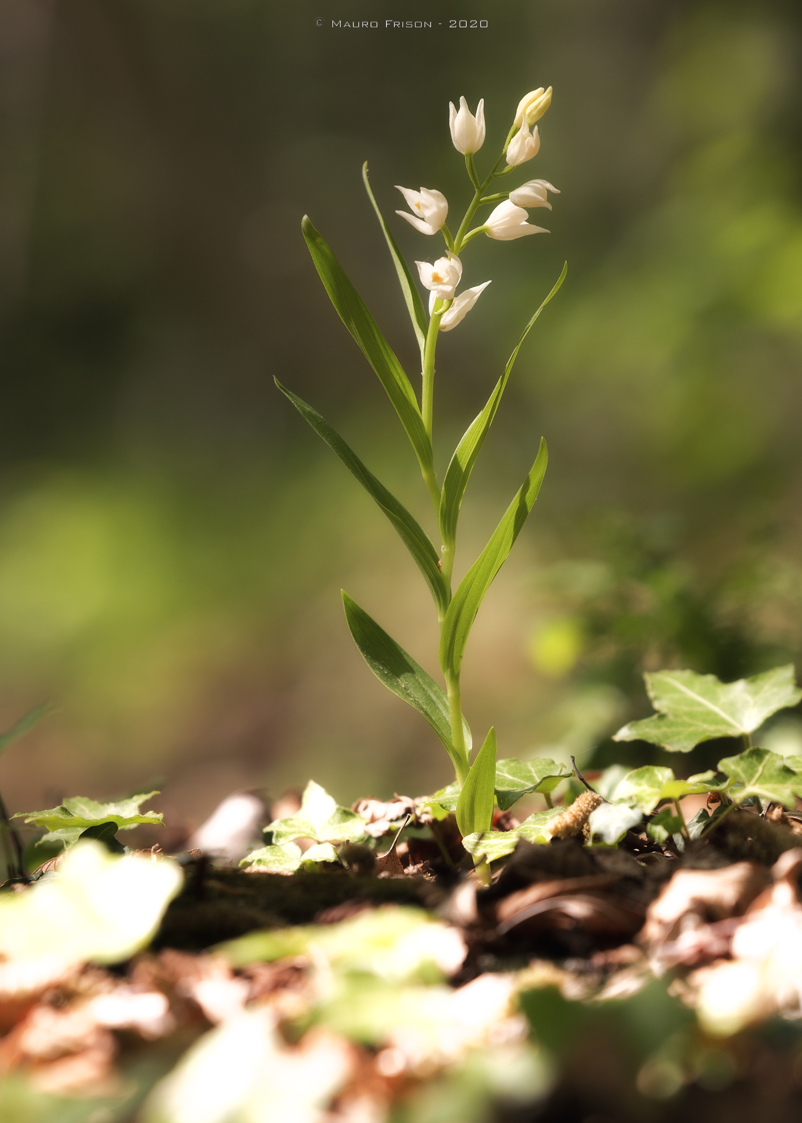 Cephalanthera longifolia (l.) Fritsch