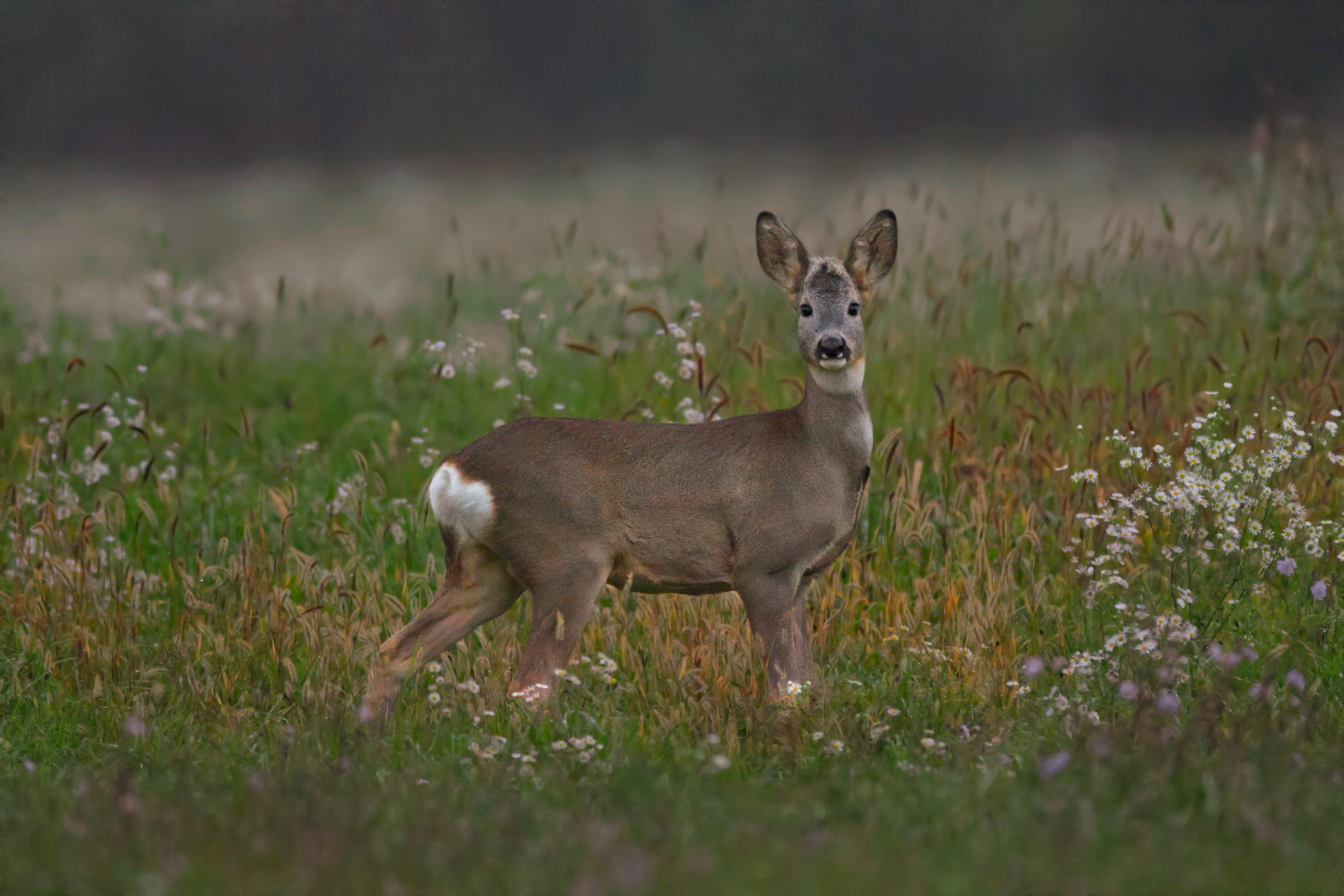Incontri. ISO 12.800.