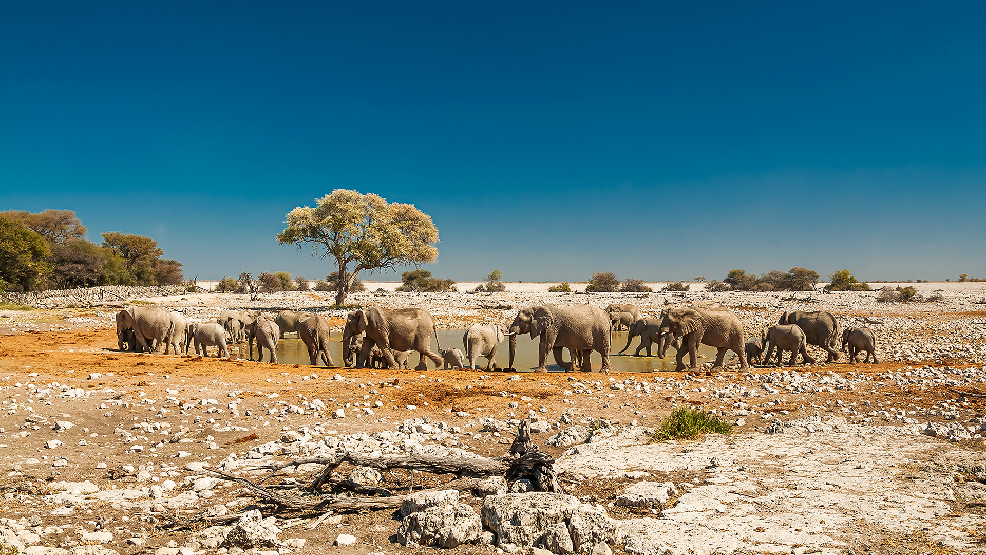Elephant pool