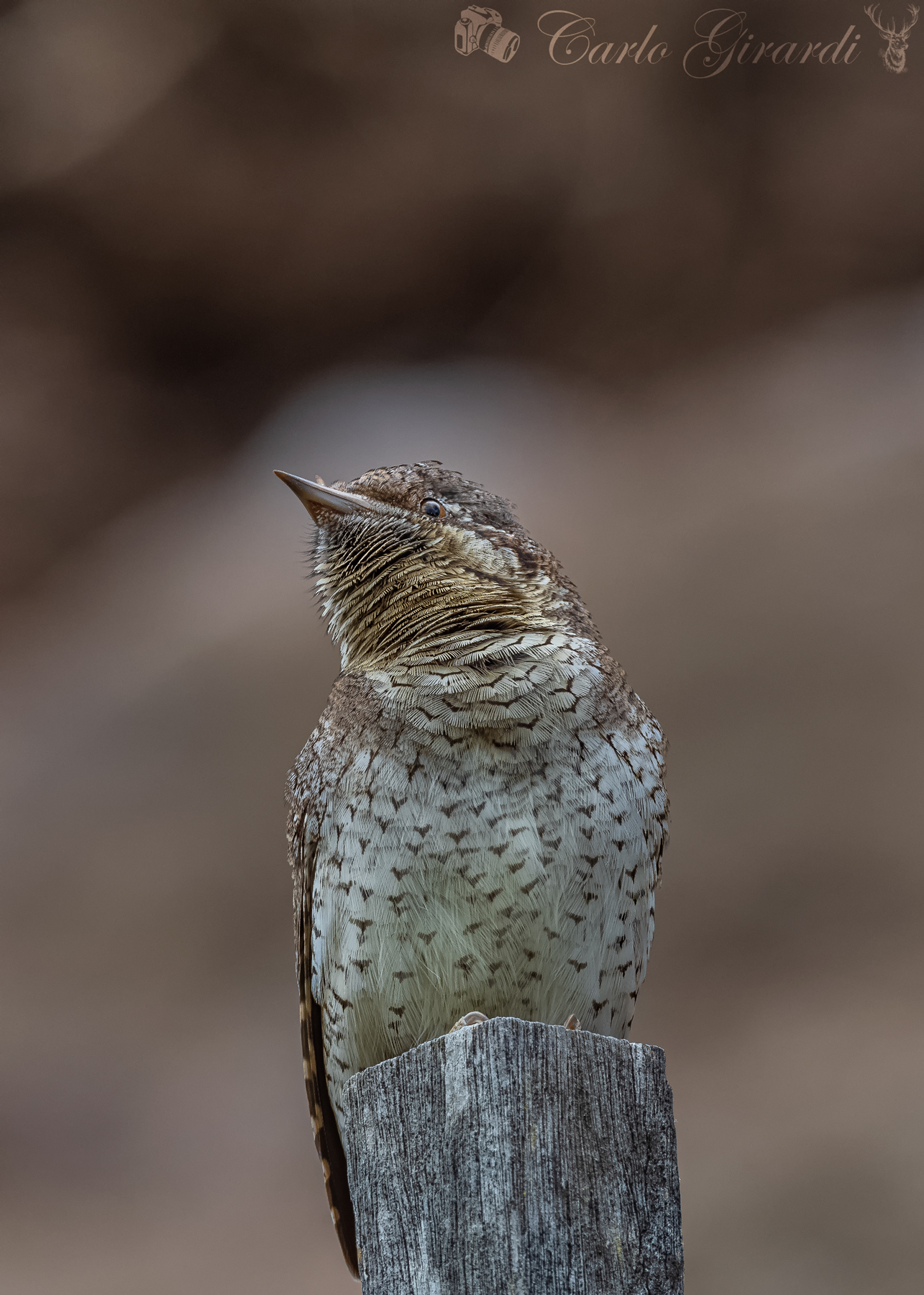 Torcicollo  Jynx torquilla
