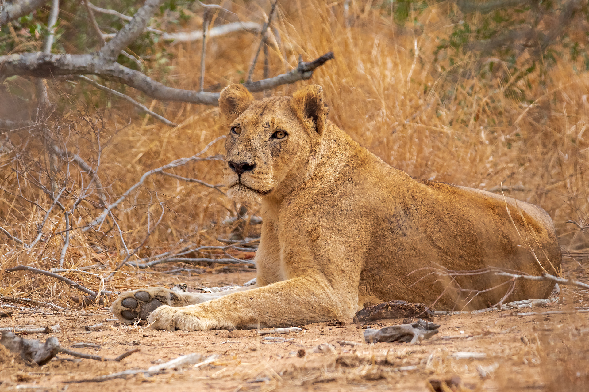 Lioness... The Queen!