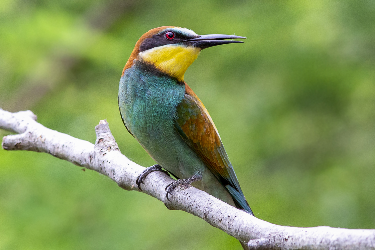 il richiamo del gruccione