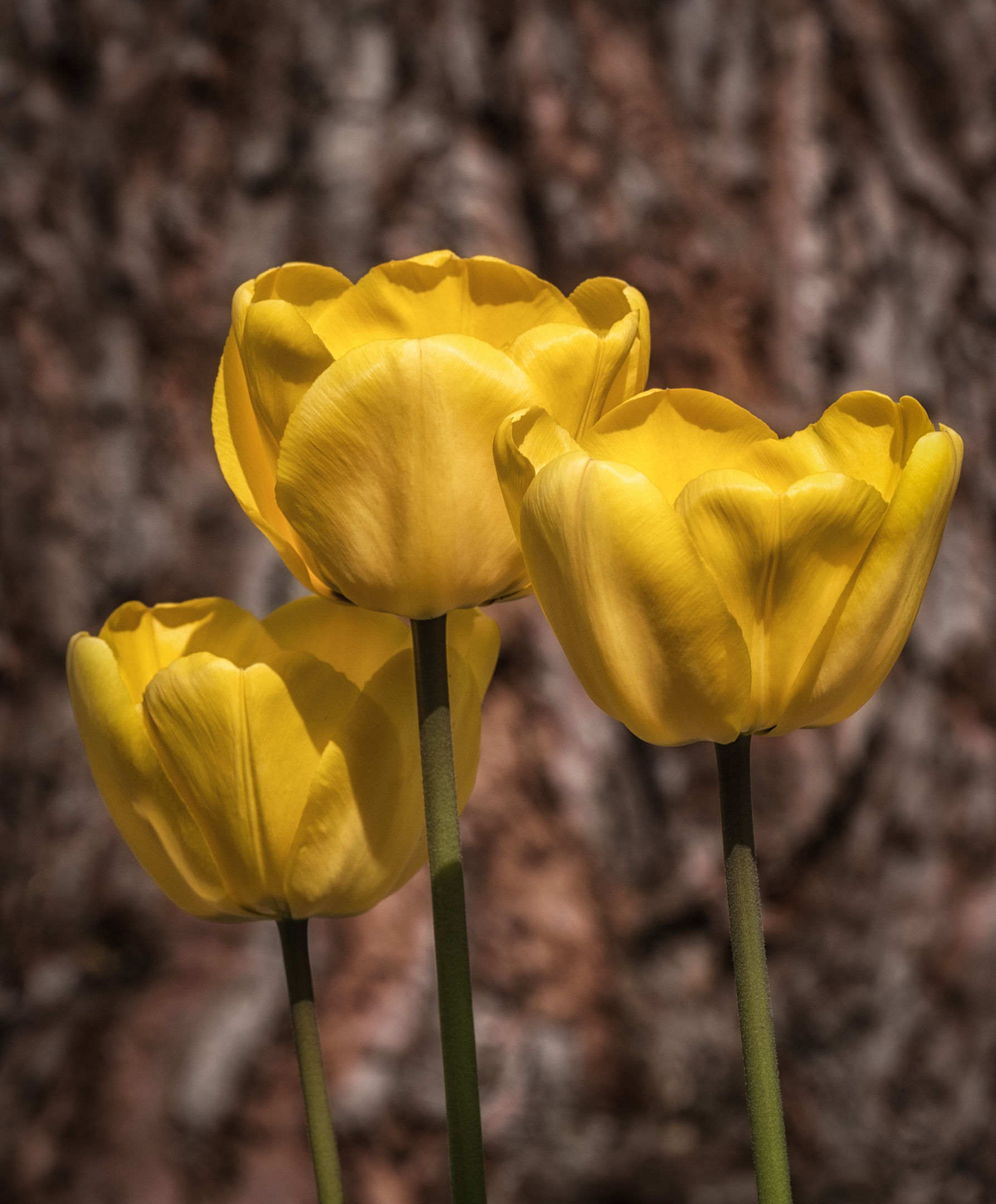 Tulipani nel parco.