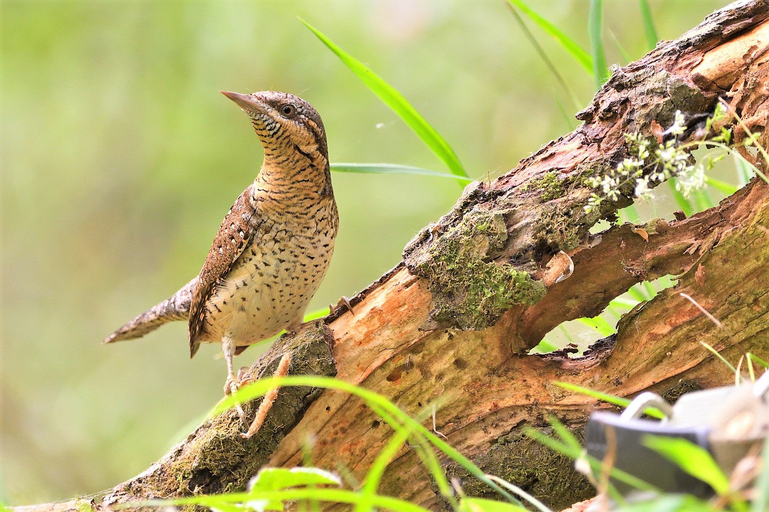 Torch Phase II 10-05-2020