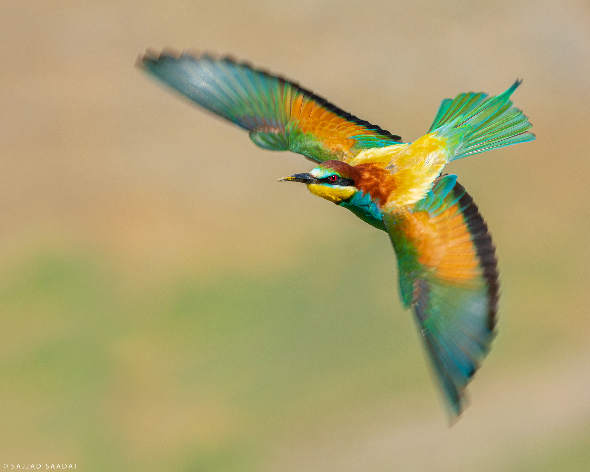 European bee-eater