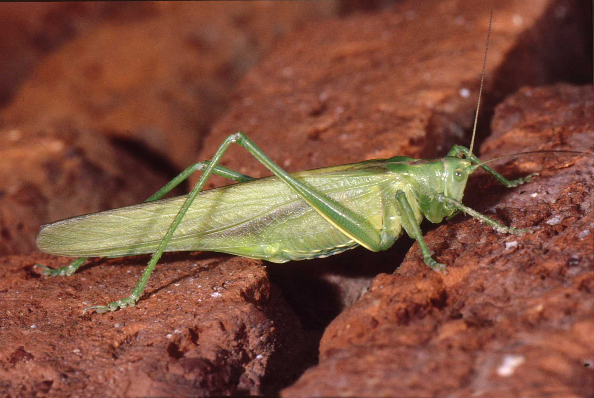 grasshopper on stones