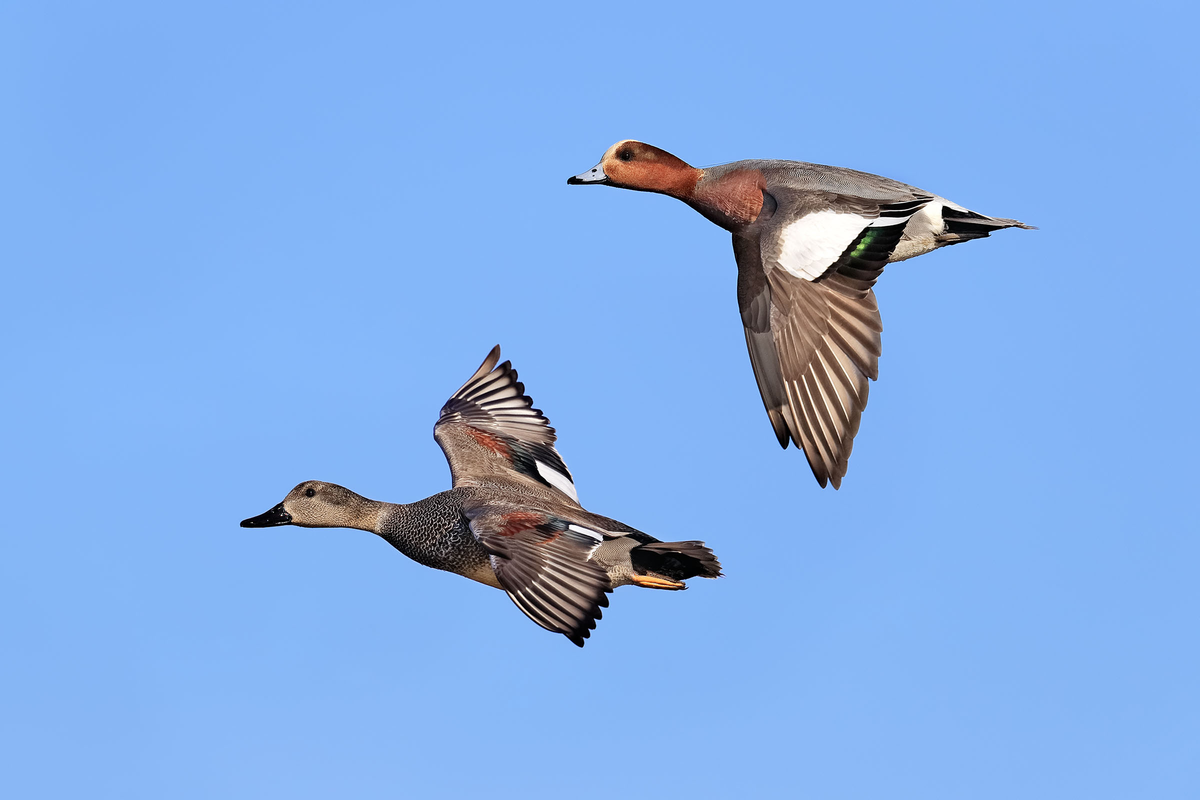 I colori dell'inverno - Fischione e canapiglia