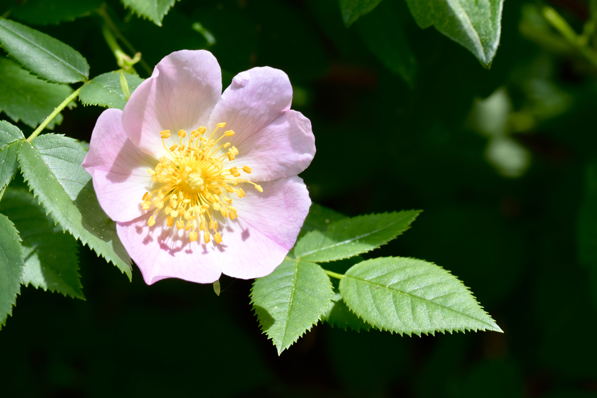 Wild rose