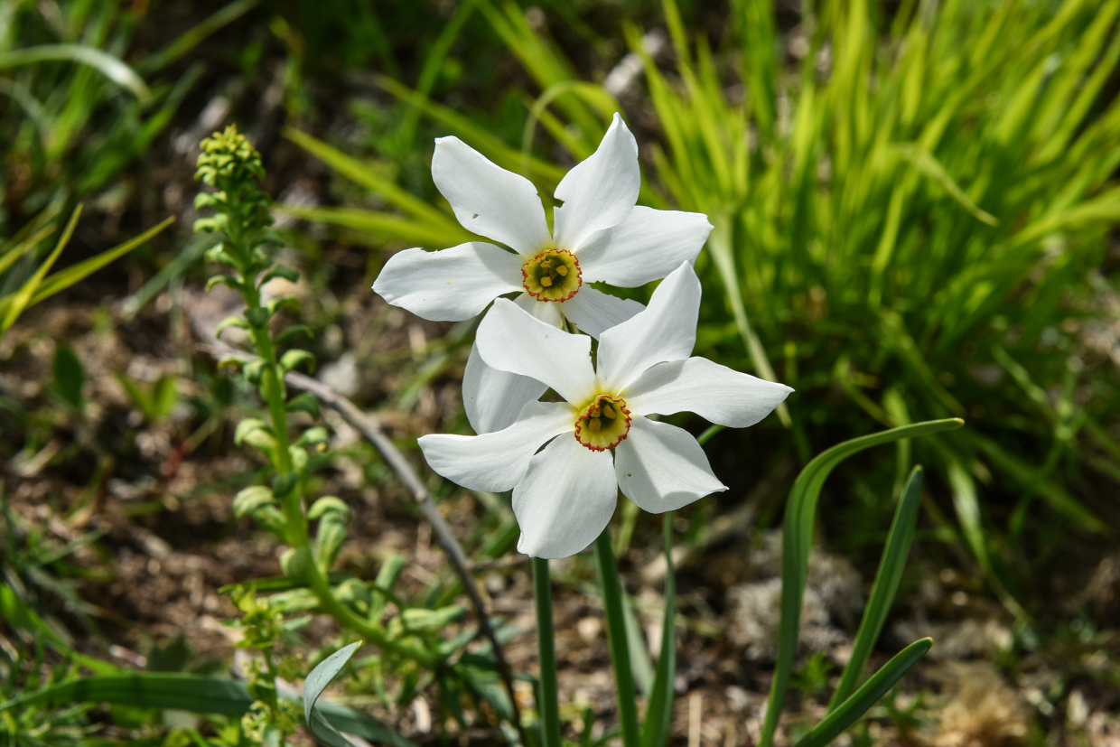 Giunchiglie, monte croce  LU