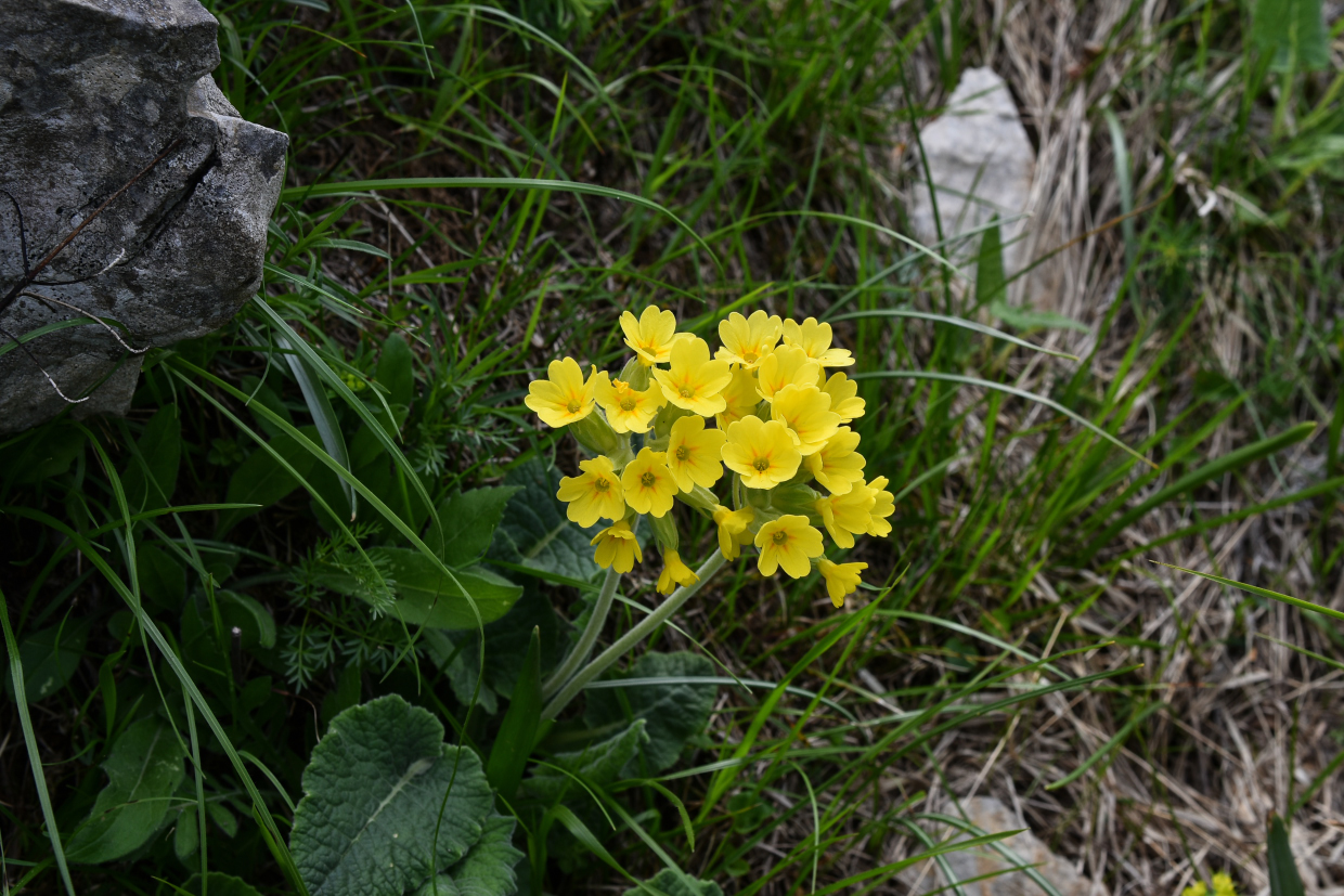 Primule Monte Croce LU