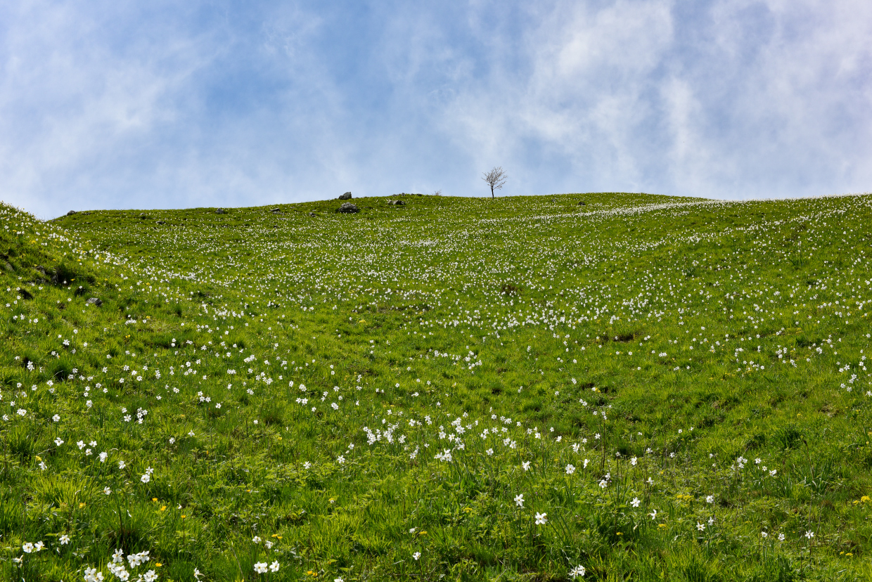 blooming rushes mountain cross LU