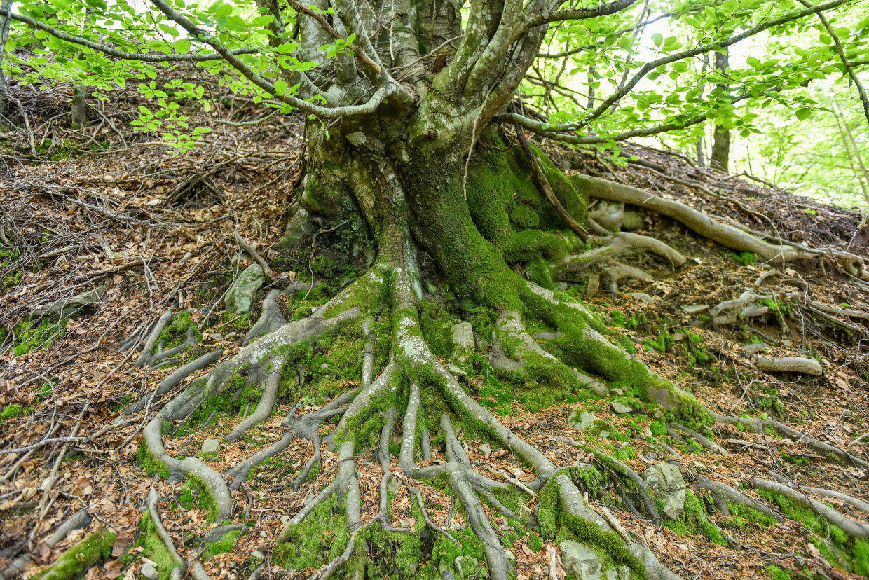beg faggeta mountain cross LU