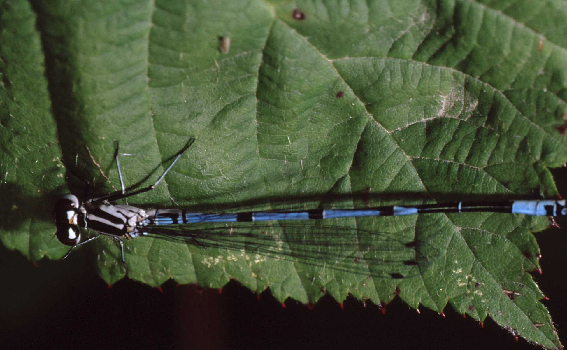 al bordo di una foglia