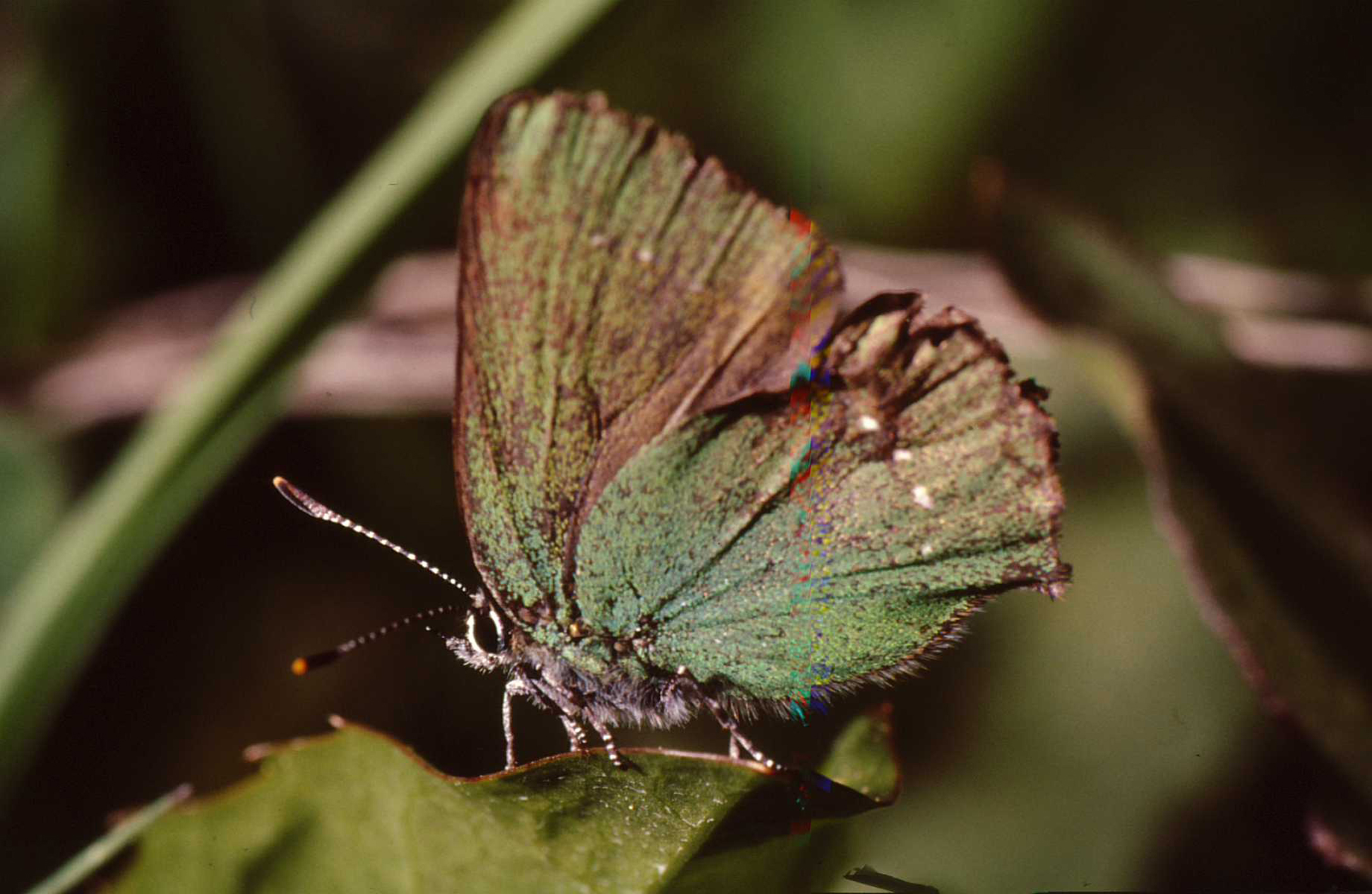 farfallina verde