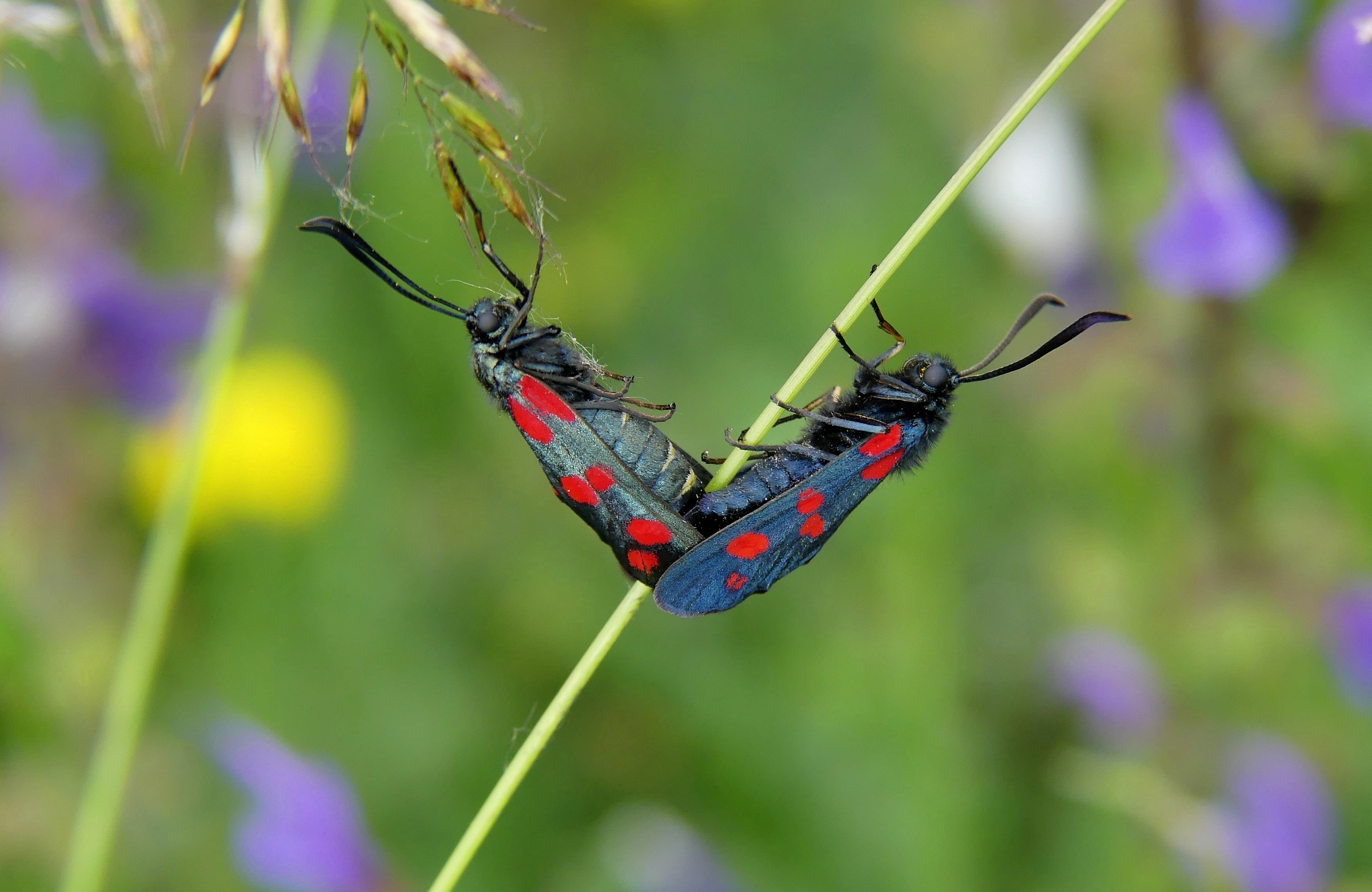 "Or do we make it strange?"