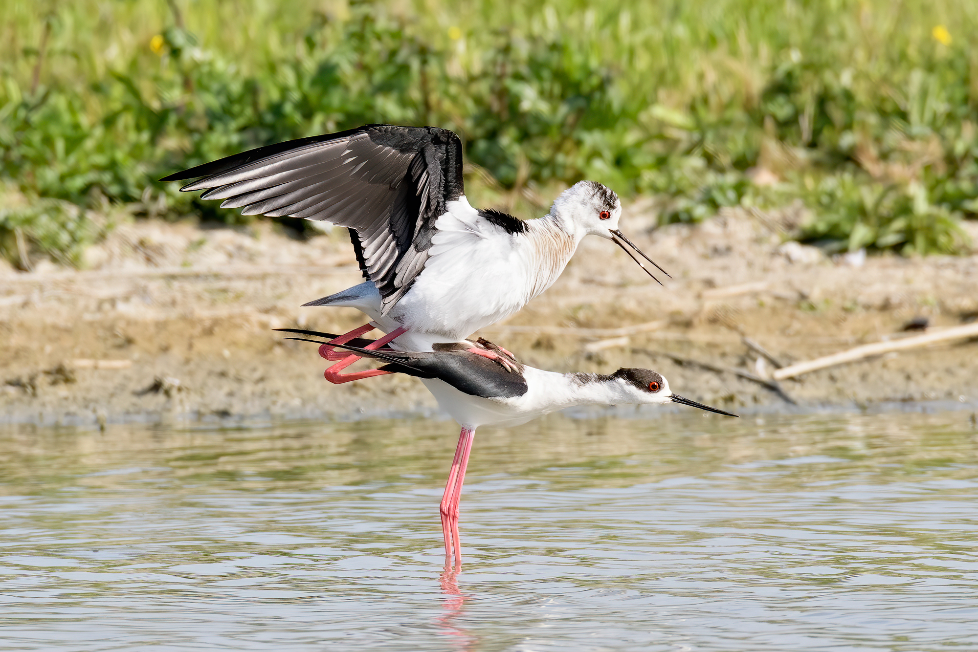 Ritrovo dei congiunti fidanzati