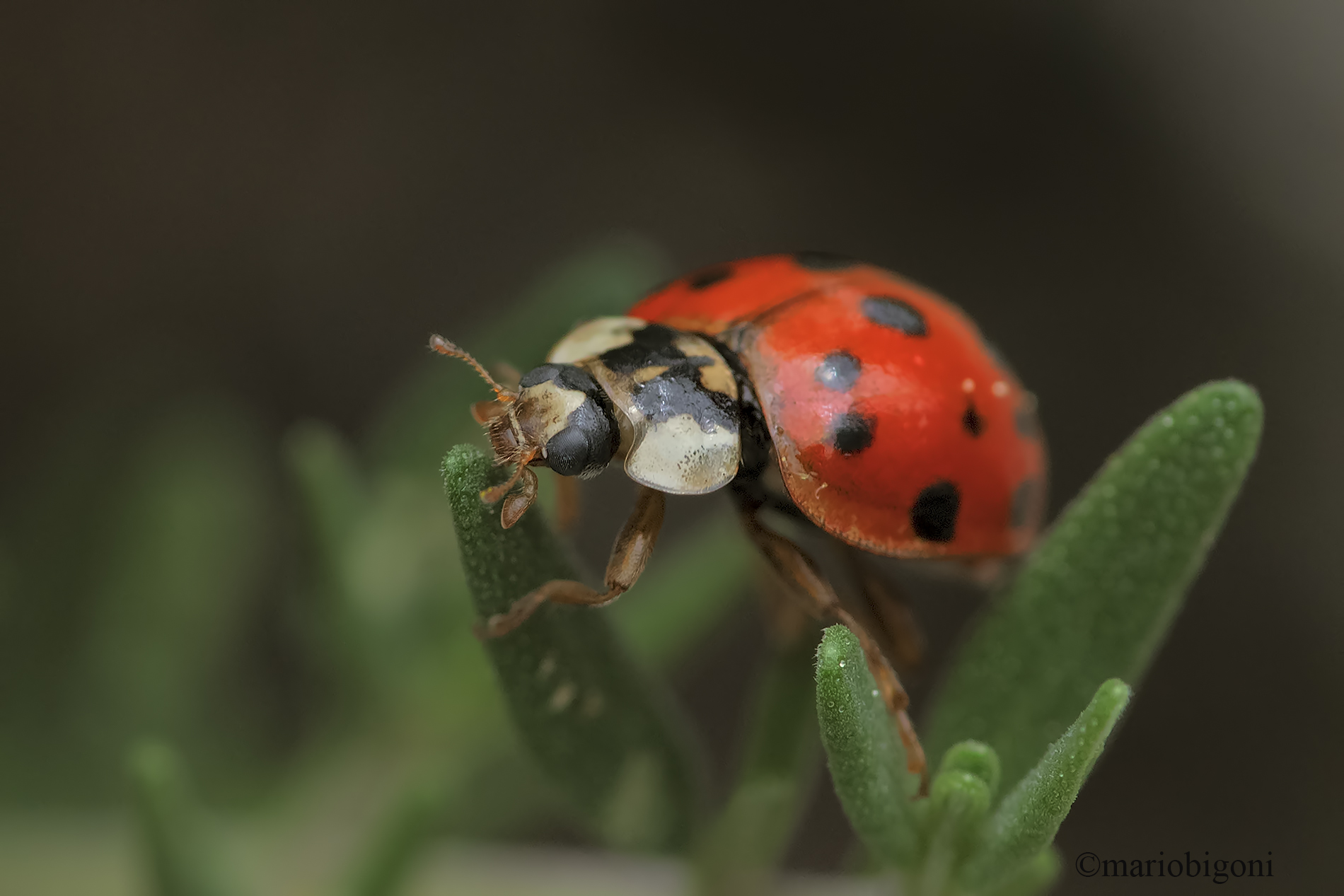 Coccinella