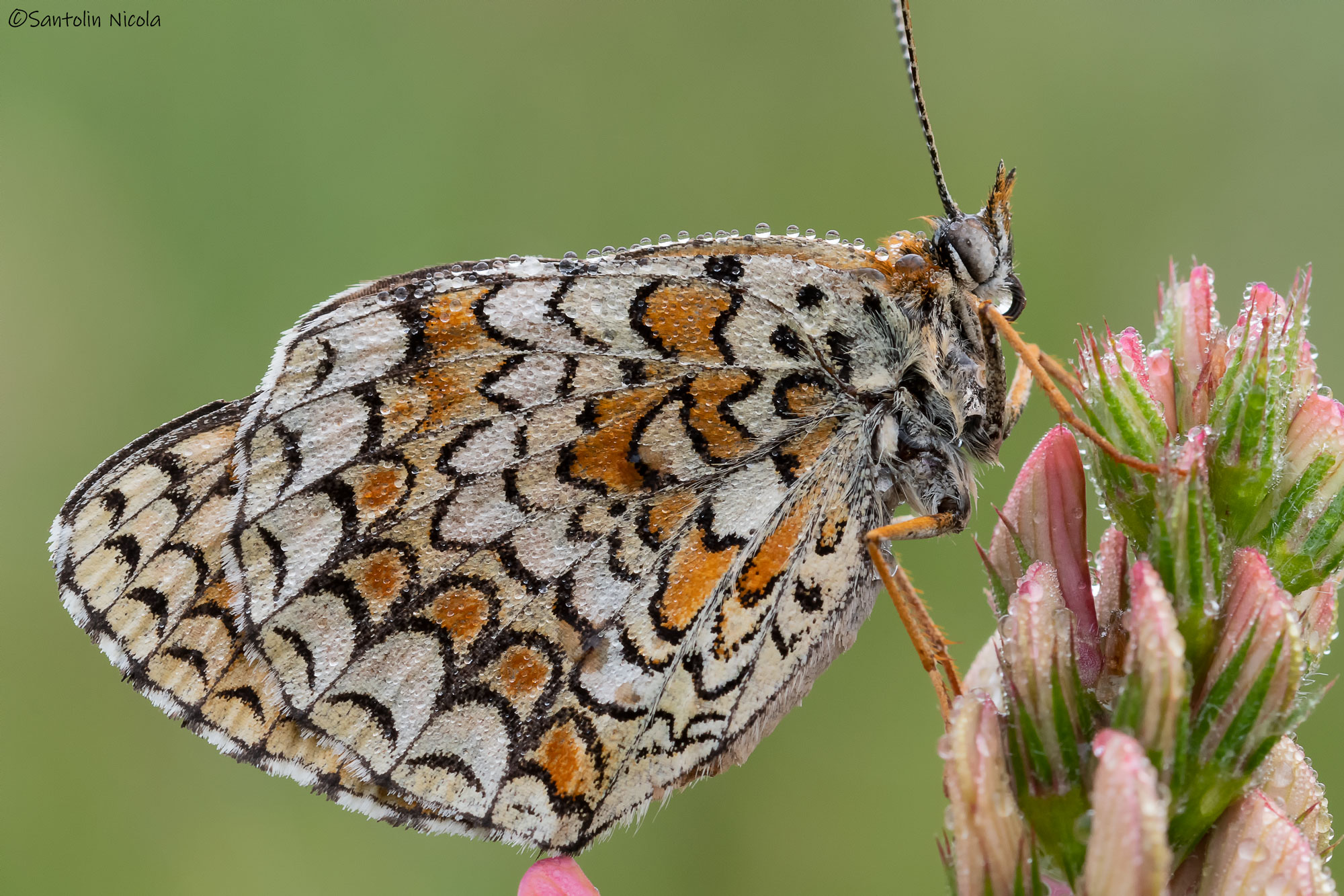Melitaea Didyma with the morning dew.