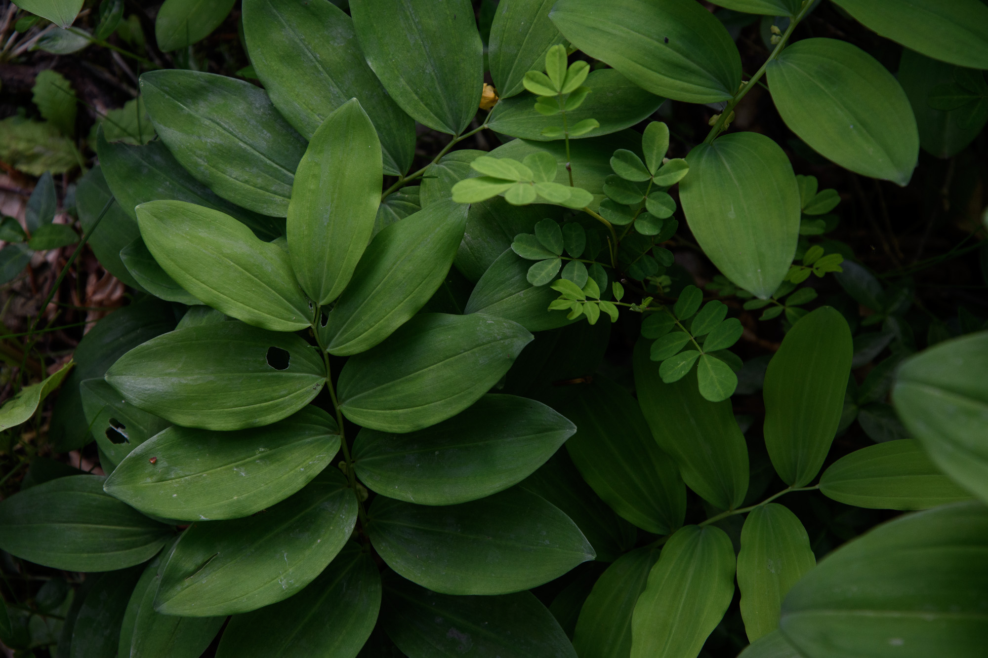solomon's seal
