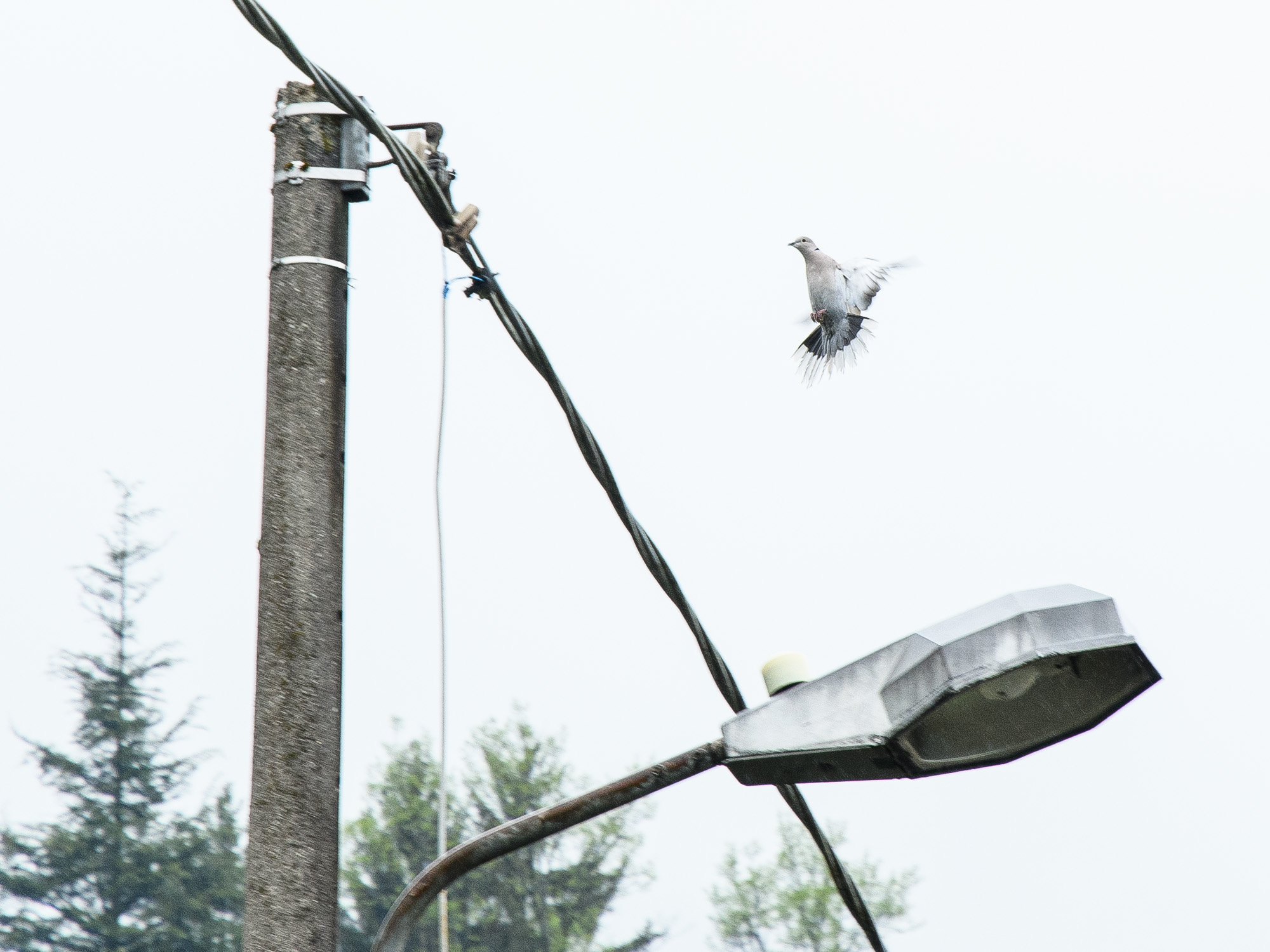 Streptopelia decaocto