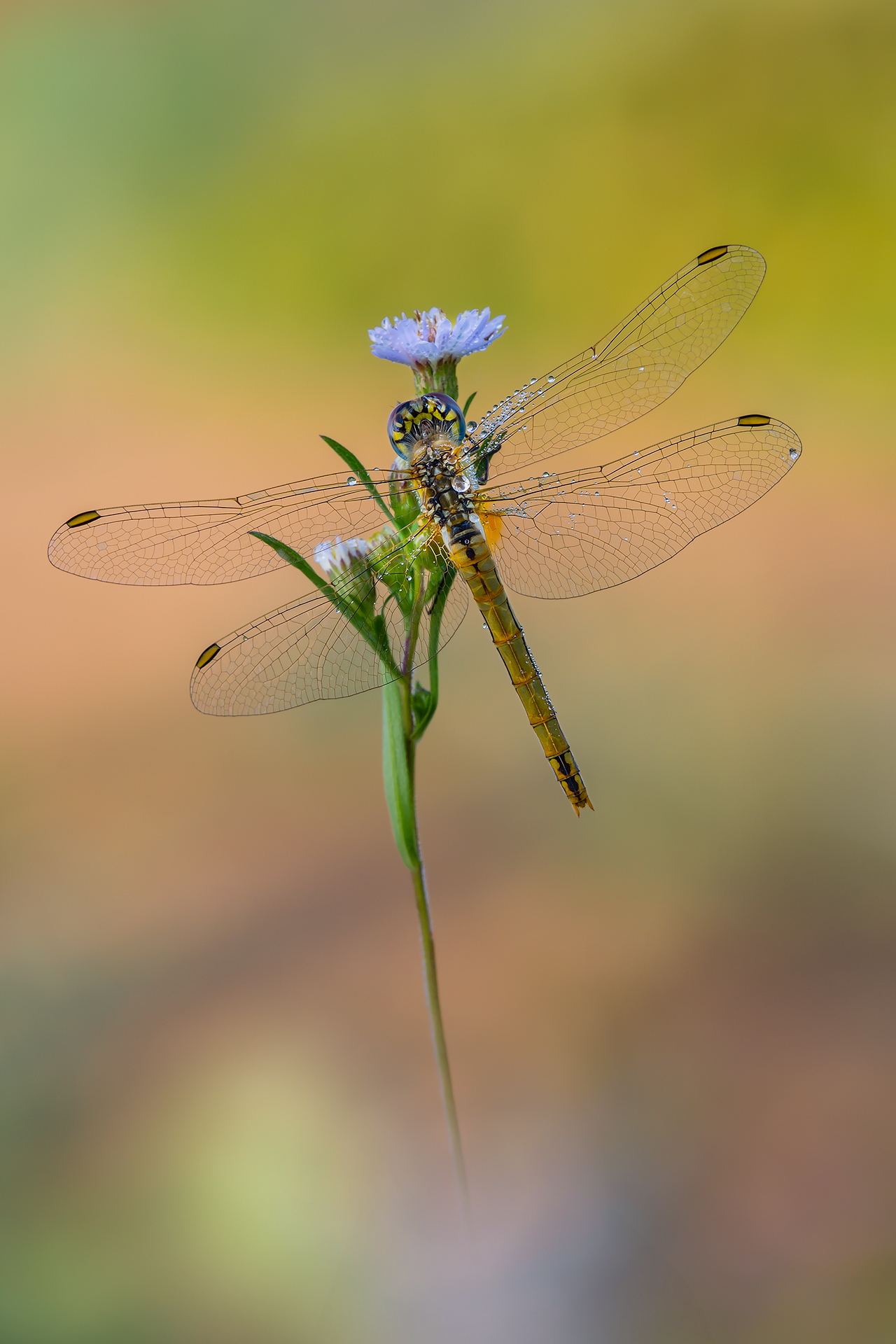 La grazia della libellula