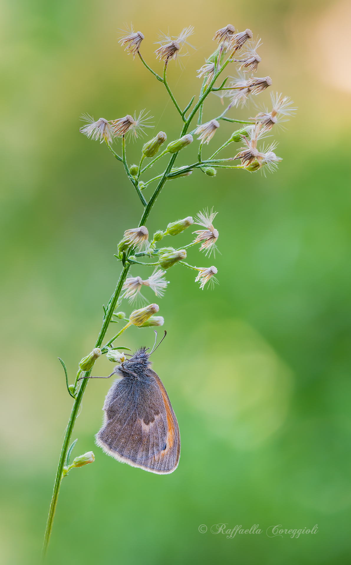 Coenonympha pamphilus