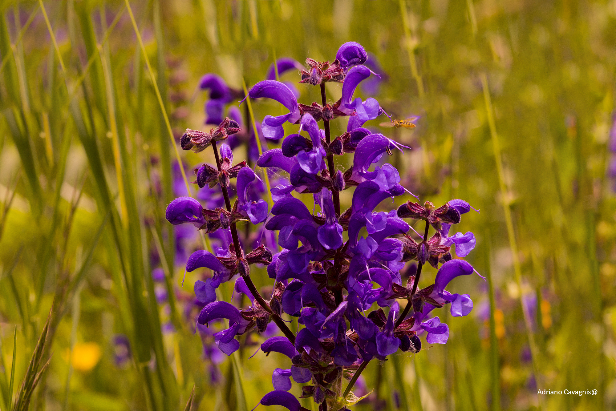fiori di campo