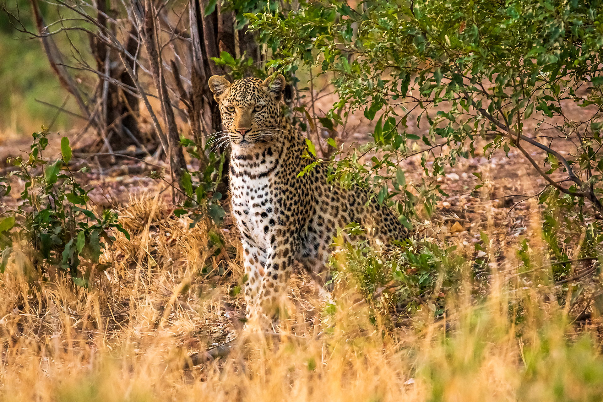 Leopard