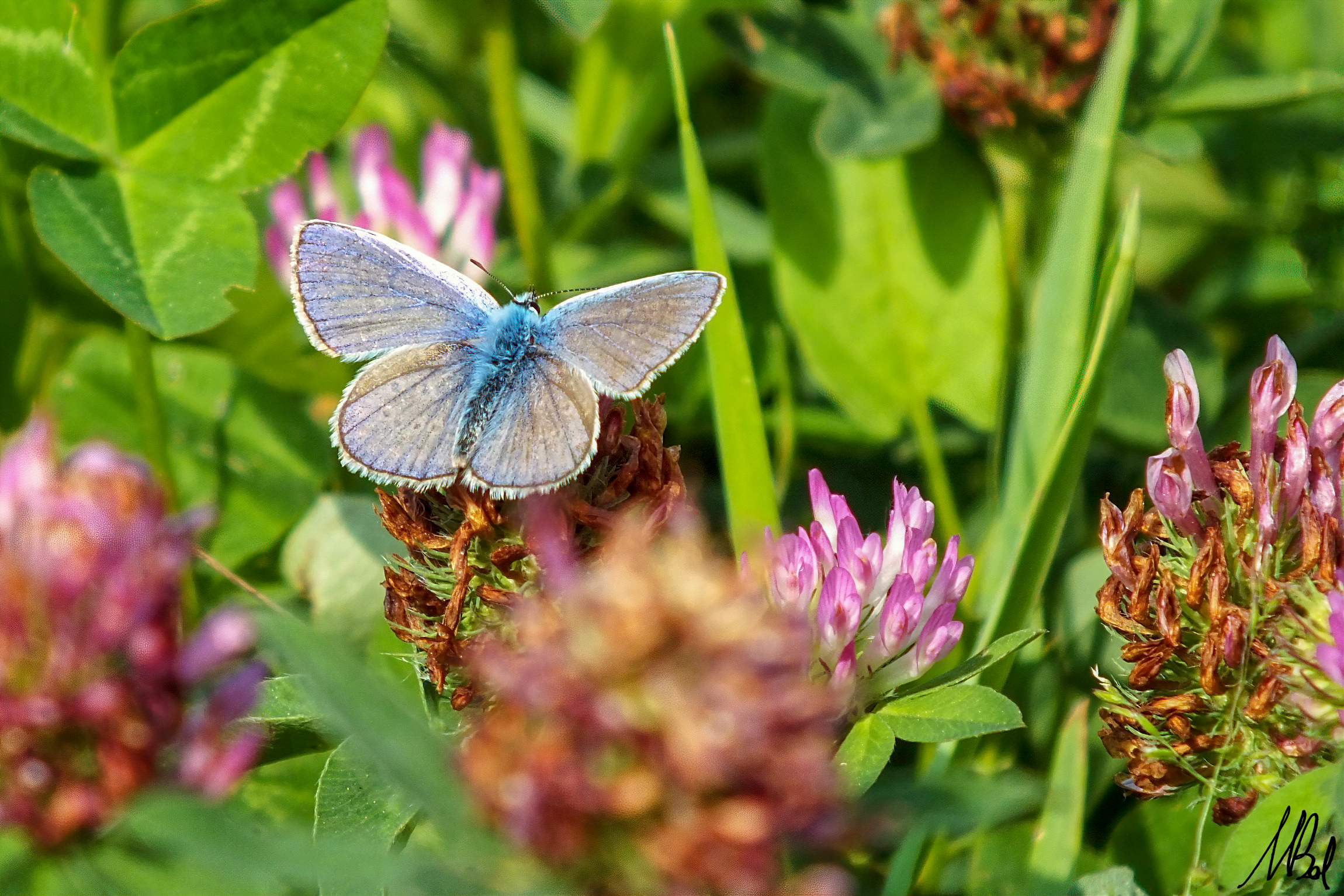 Icaro azzurro (common blue butterfly)