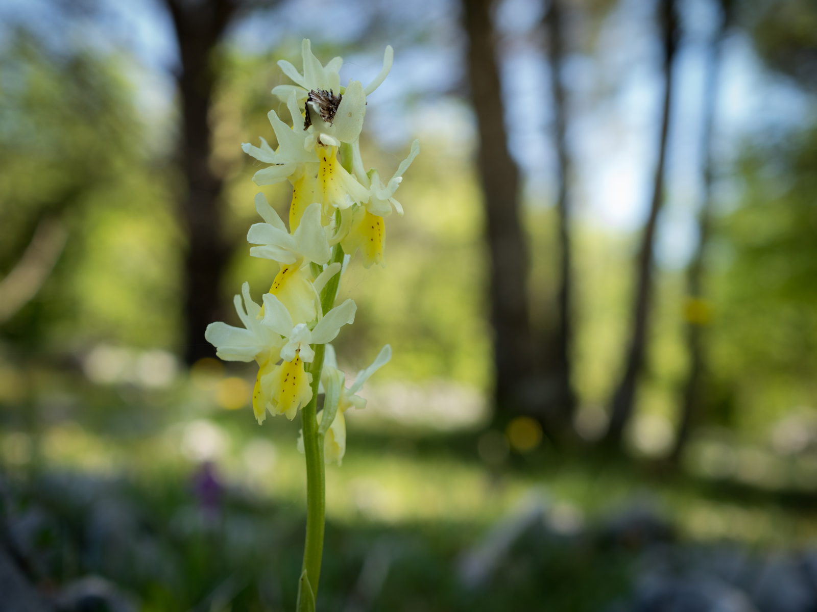 Orchis Provincialis