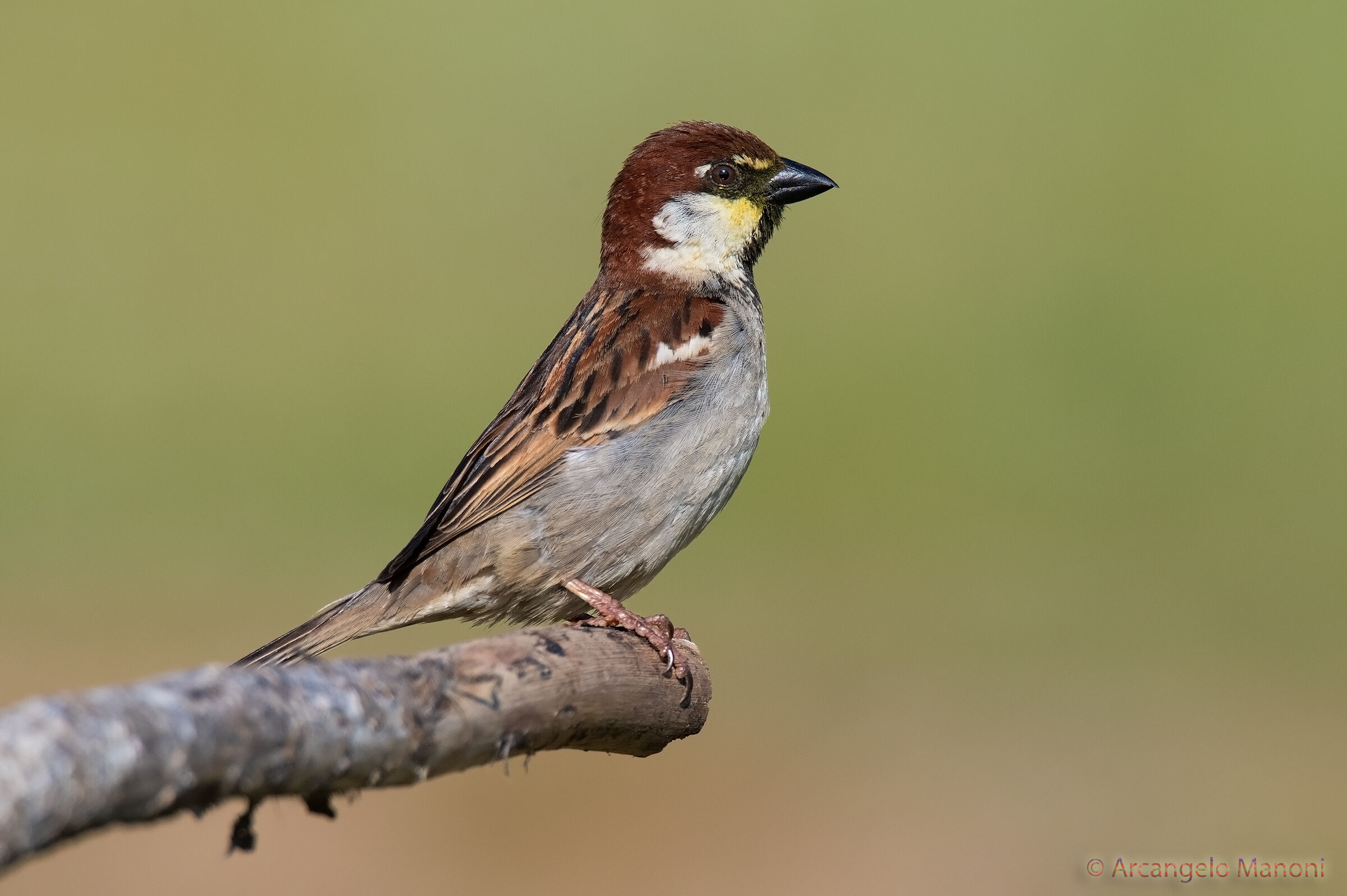 Passero pazzo di polline