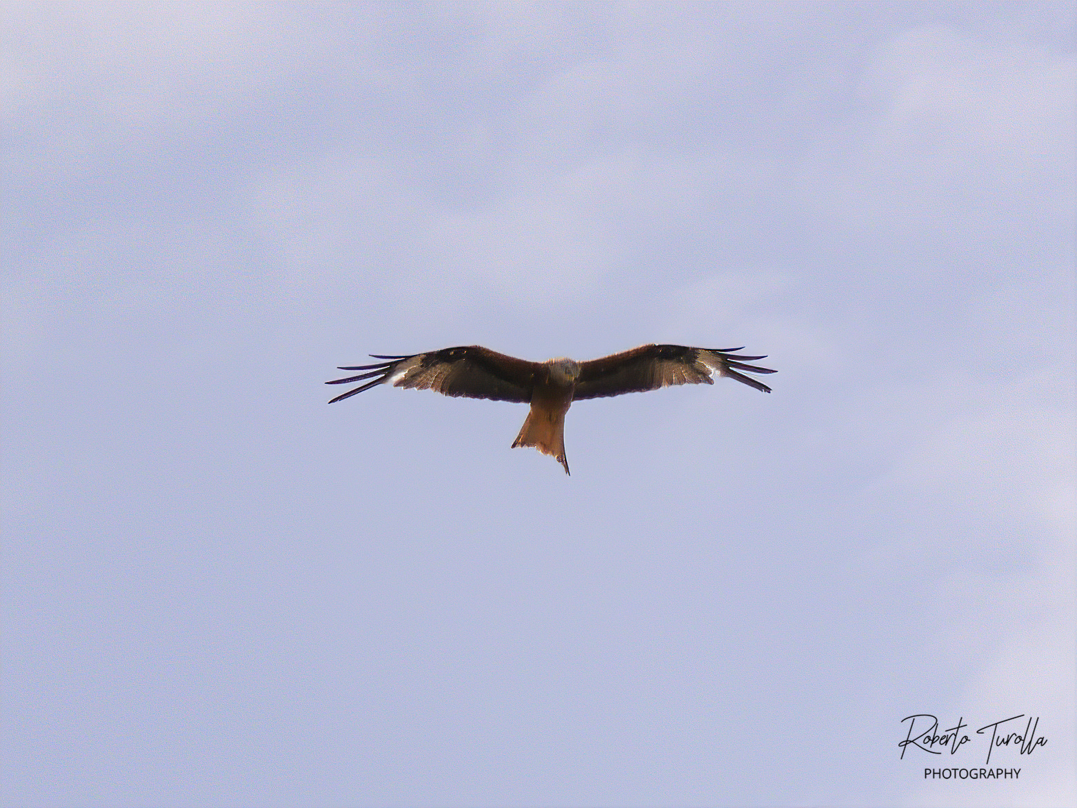 Aquila Pennata - Minorca