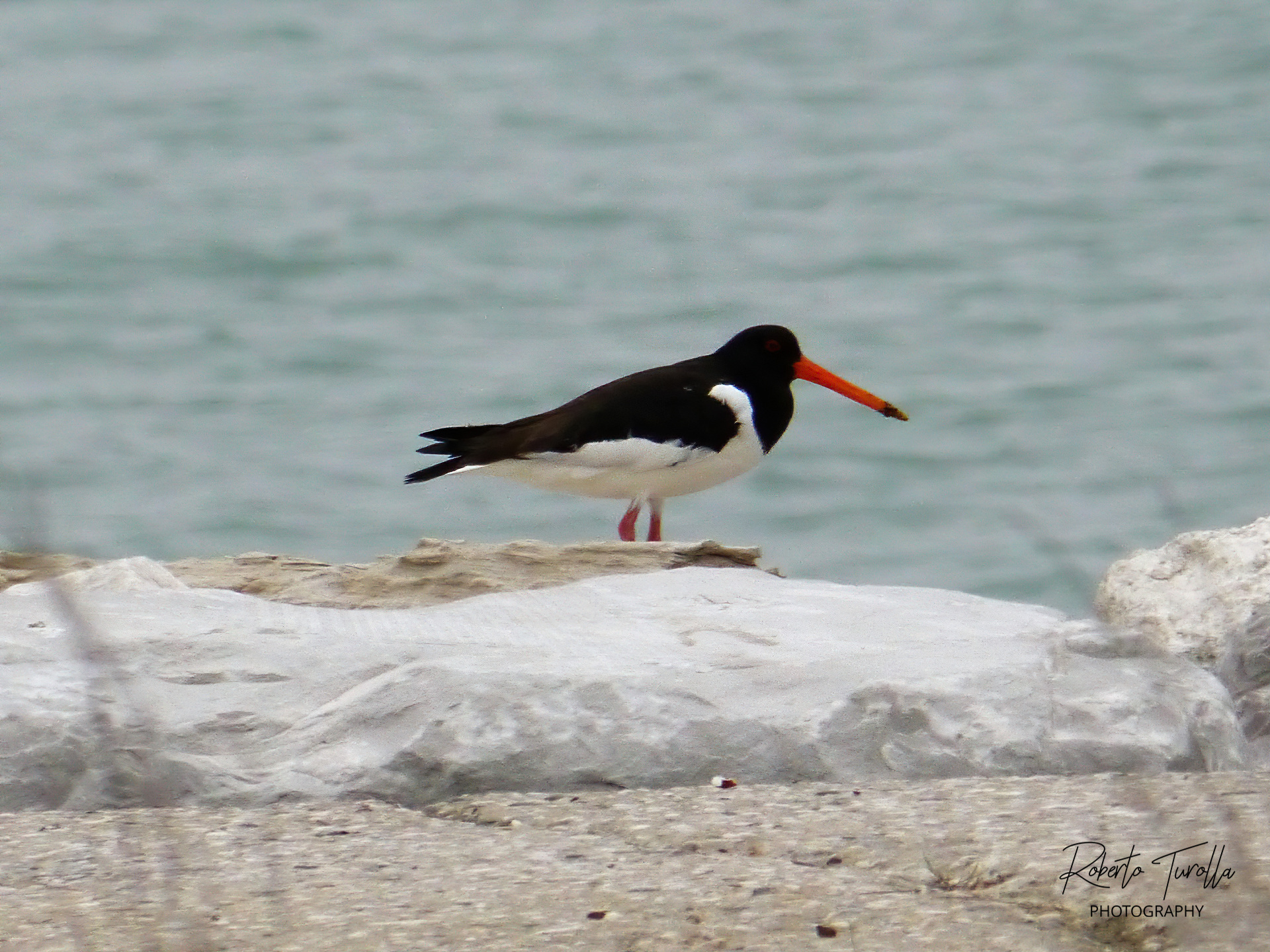 Sea beccaccia - Venice Lido