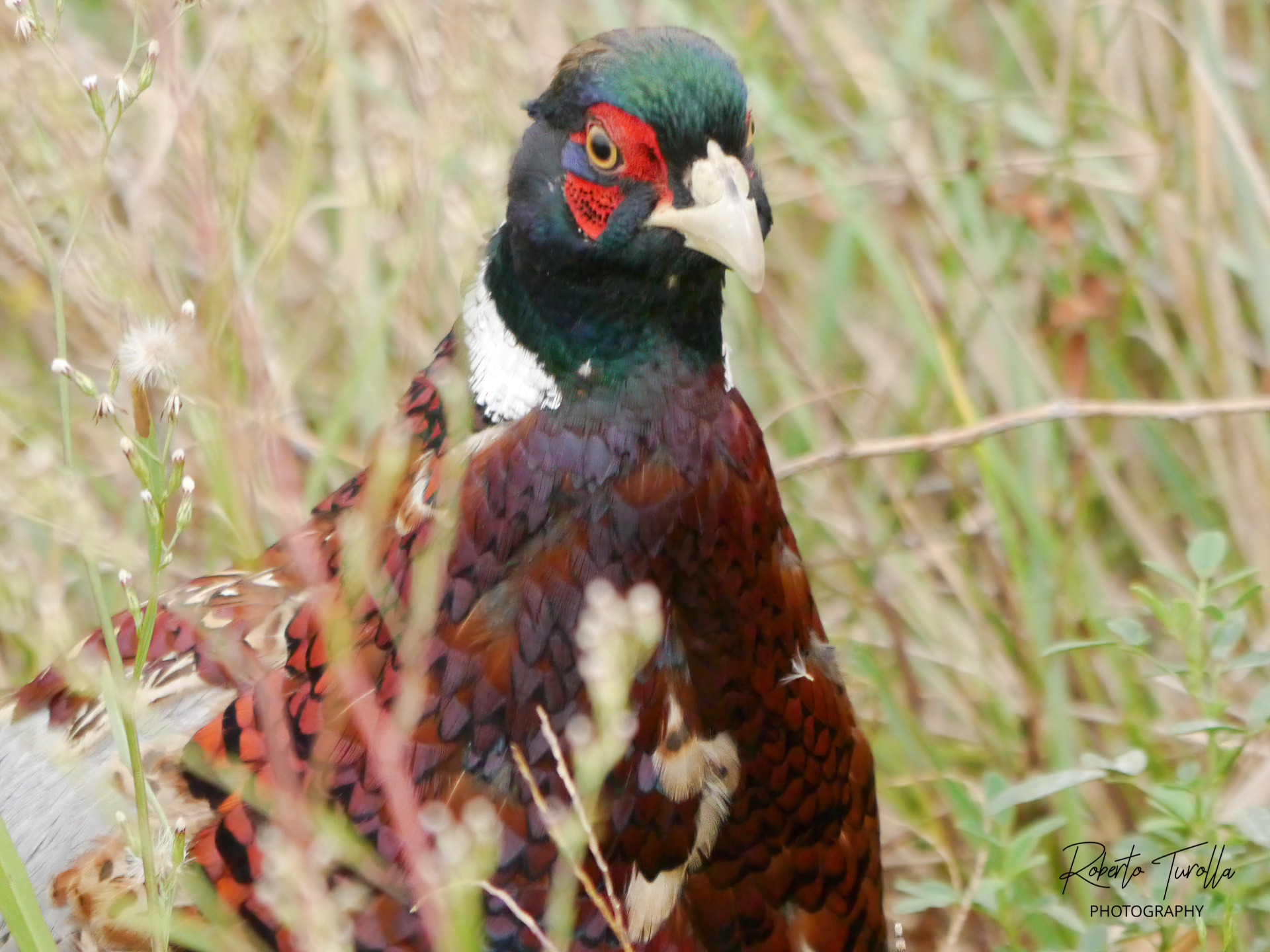 Pheasant - Venice Lido