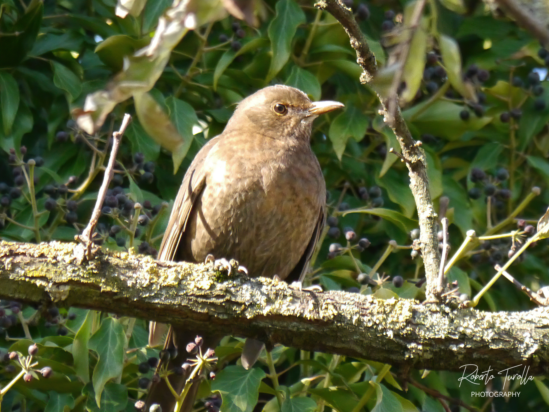 Female blackbird