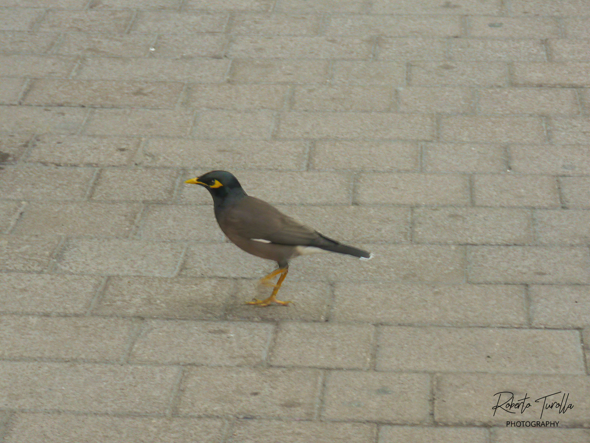 Indian blackbird - Dubai