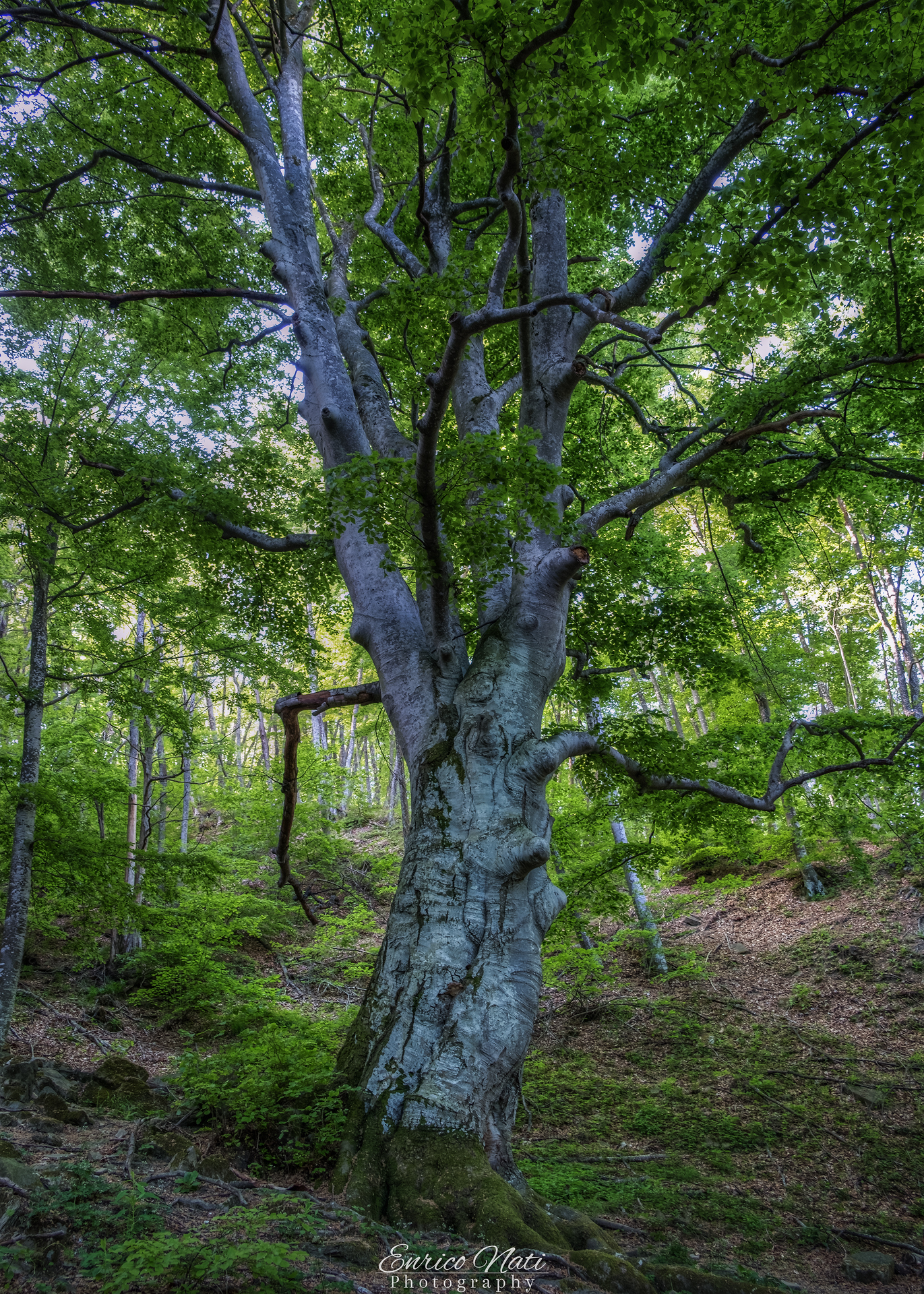 il gigante del tramezzo