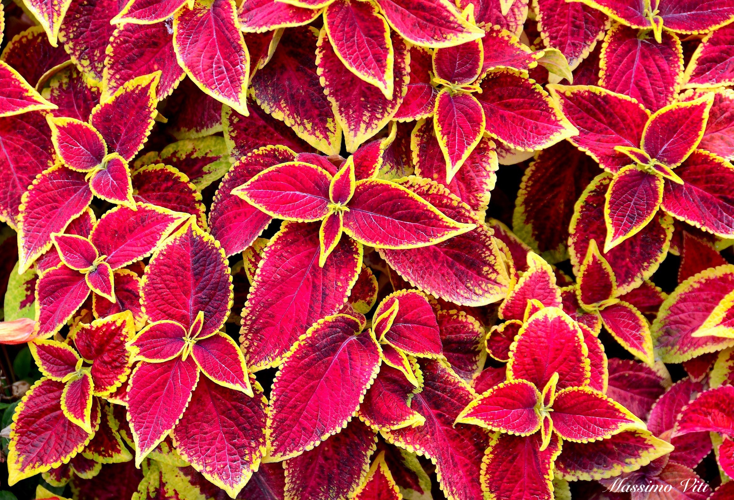Coleus  blumei