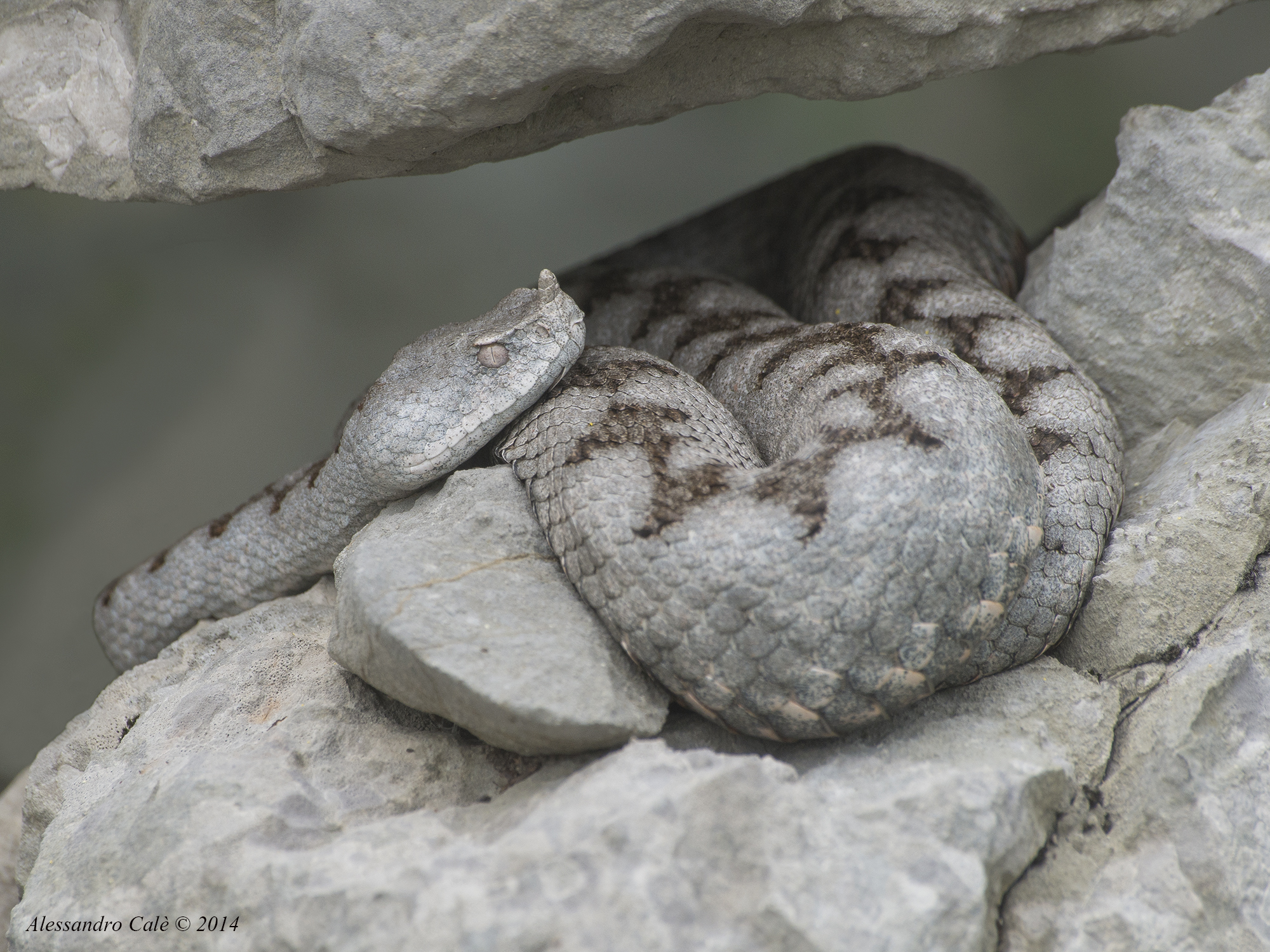 Vipera ammodytes (Vipera del corno) 1567