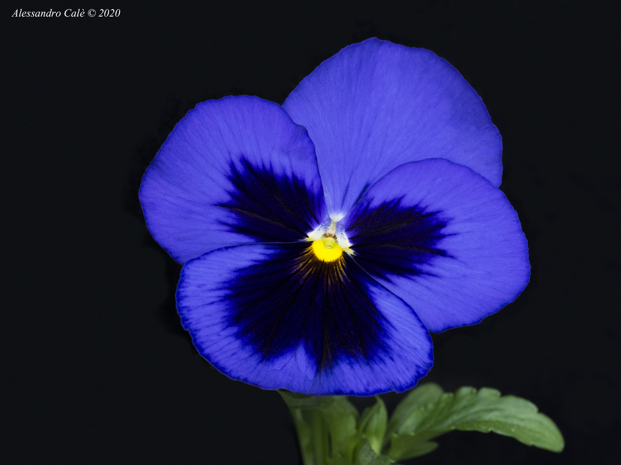 Purple 6088