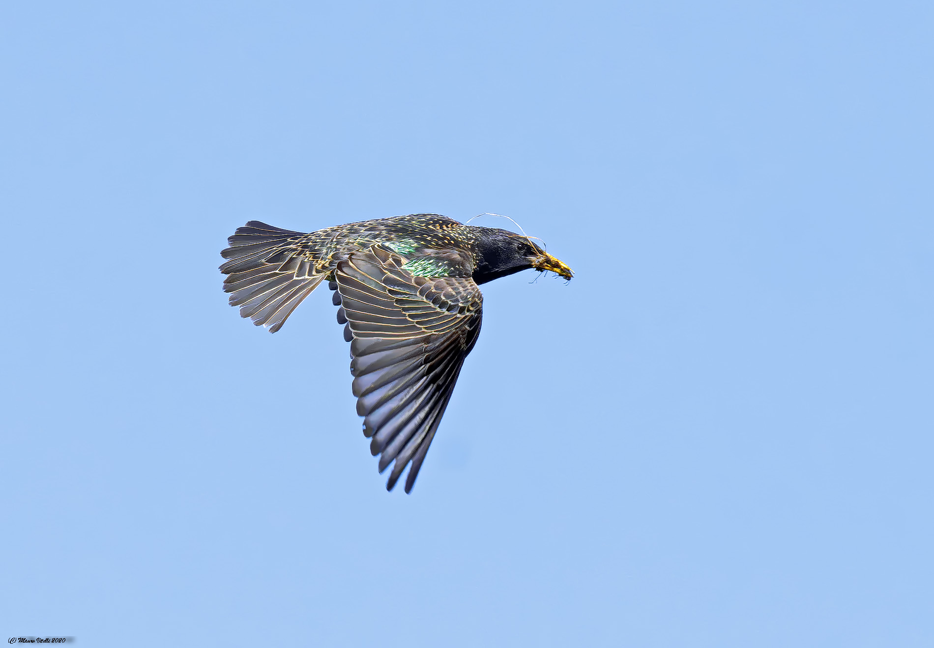 Sturnus vulgaris