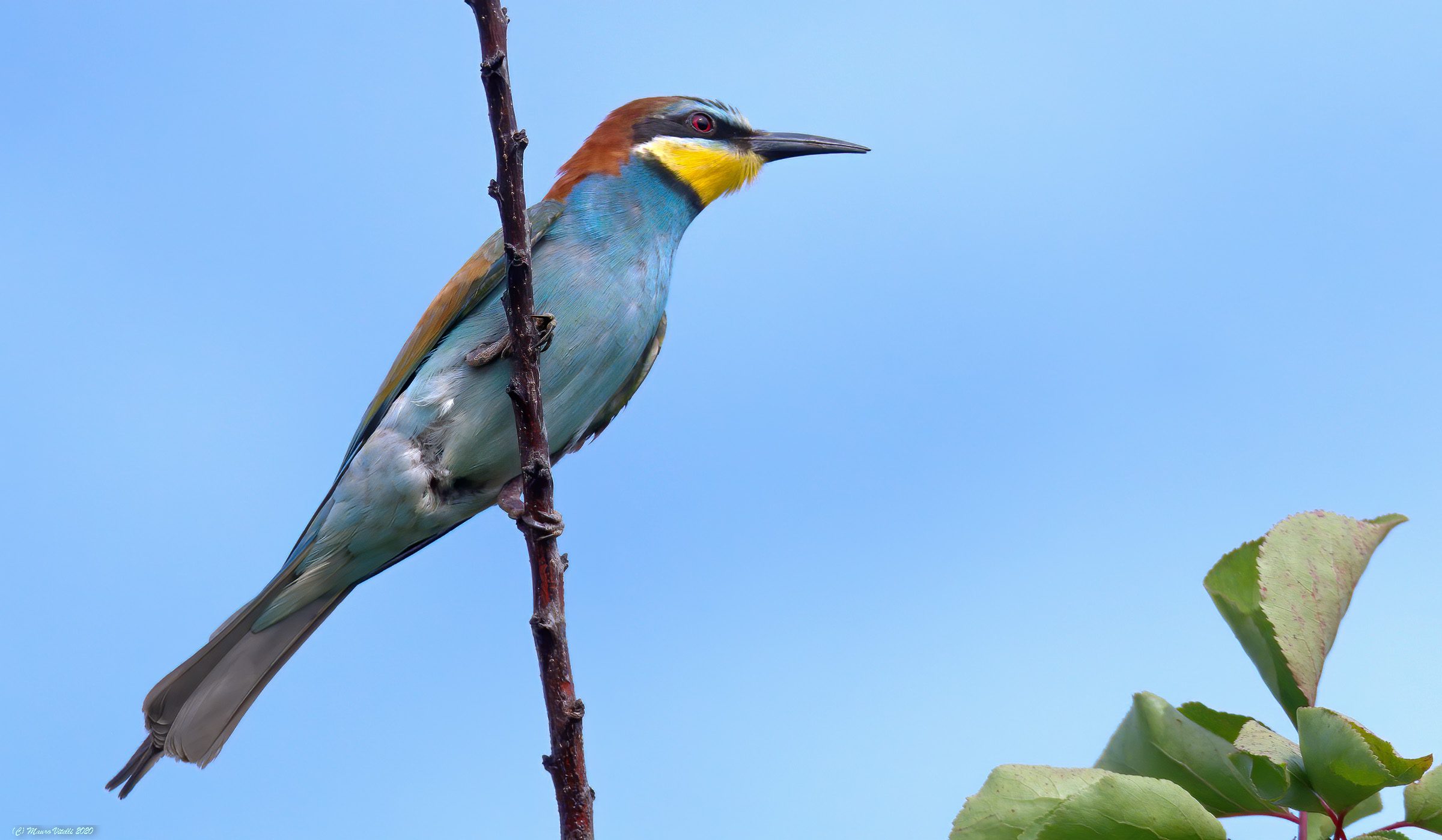 Crane (Merops apiaster)