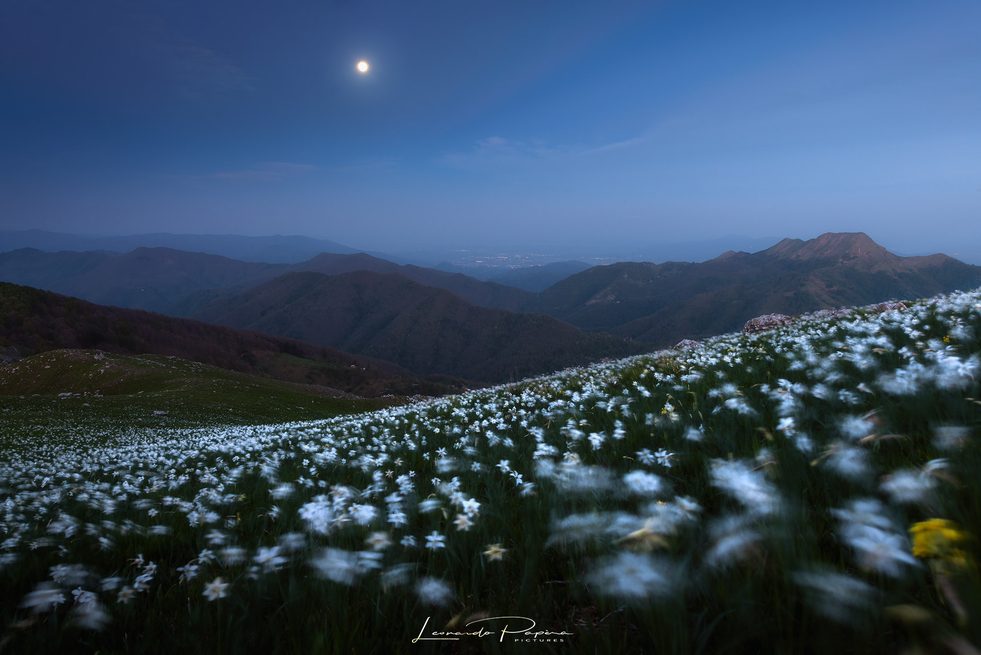 The Dance of the Jungles