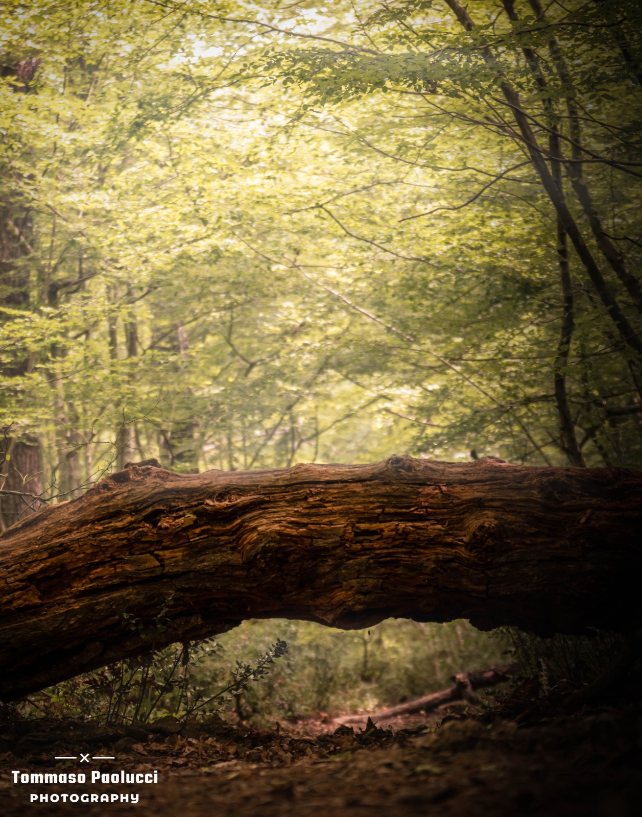 Abbadia di fiastra 2