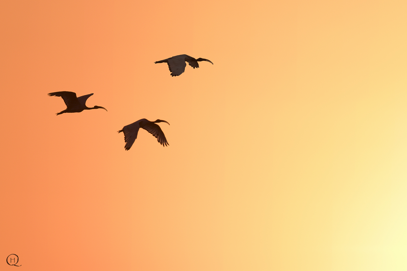 Ibis sacro africano (Threskiornis aethiopicus)