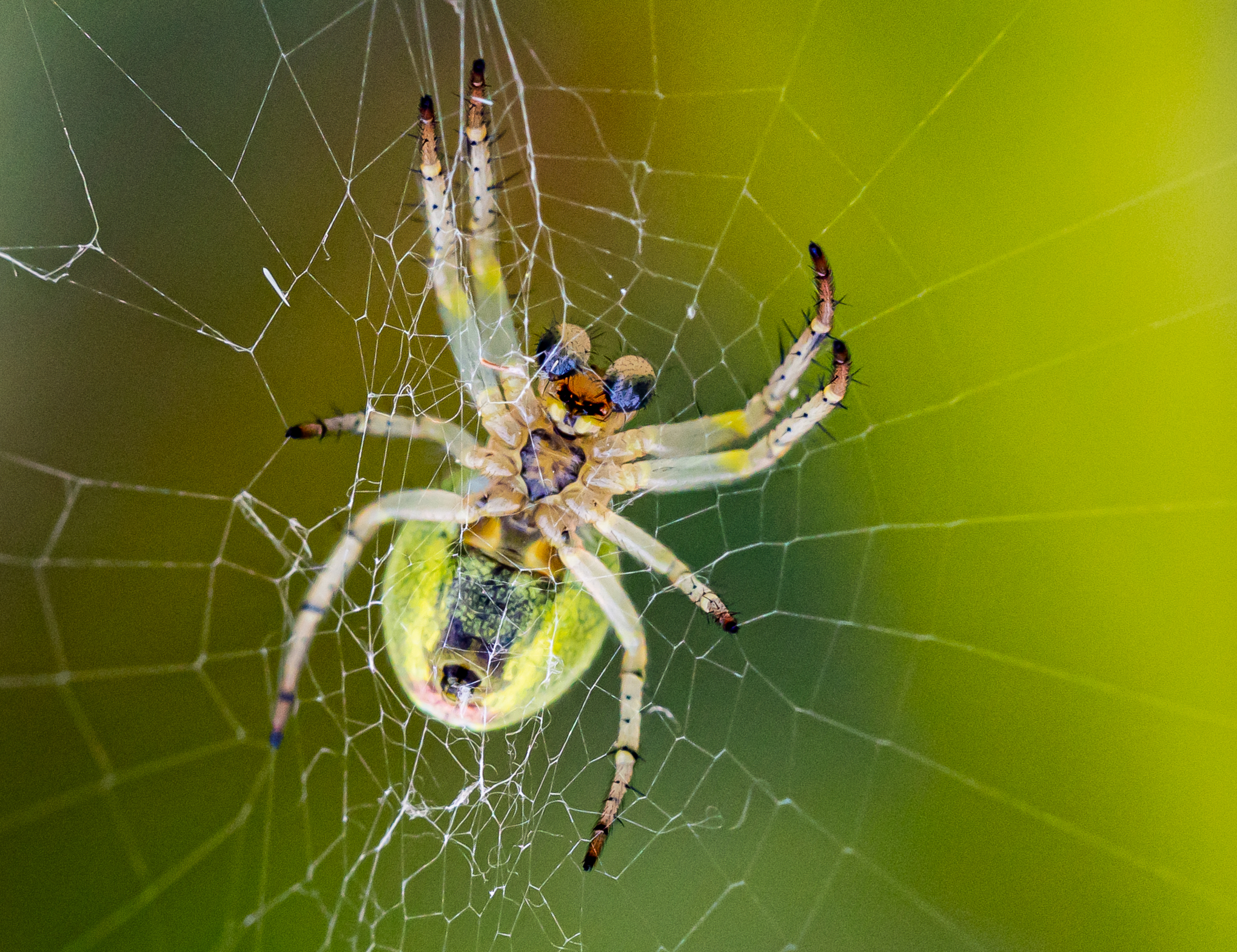 Araniella curcubitina