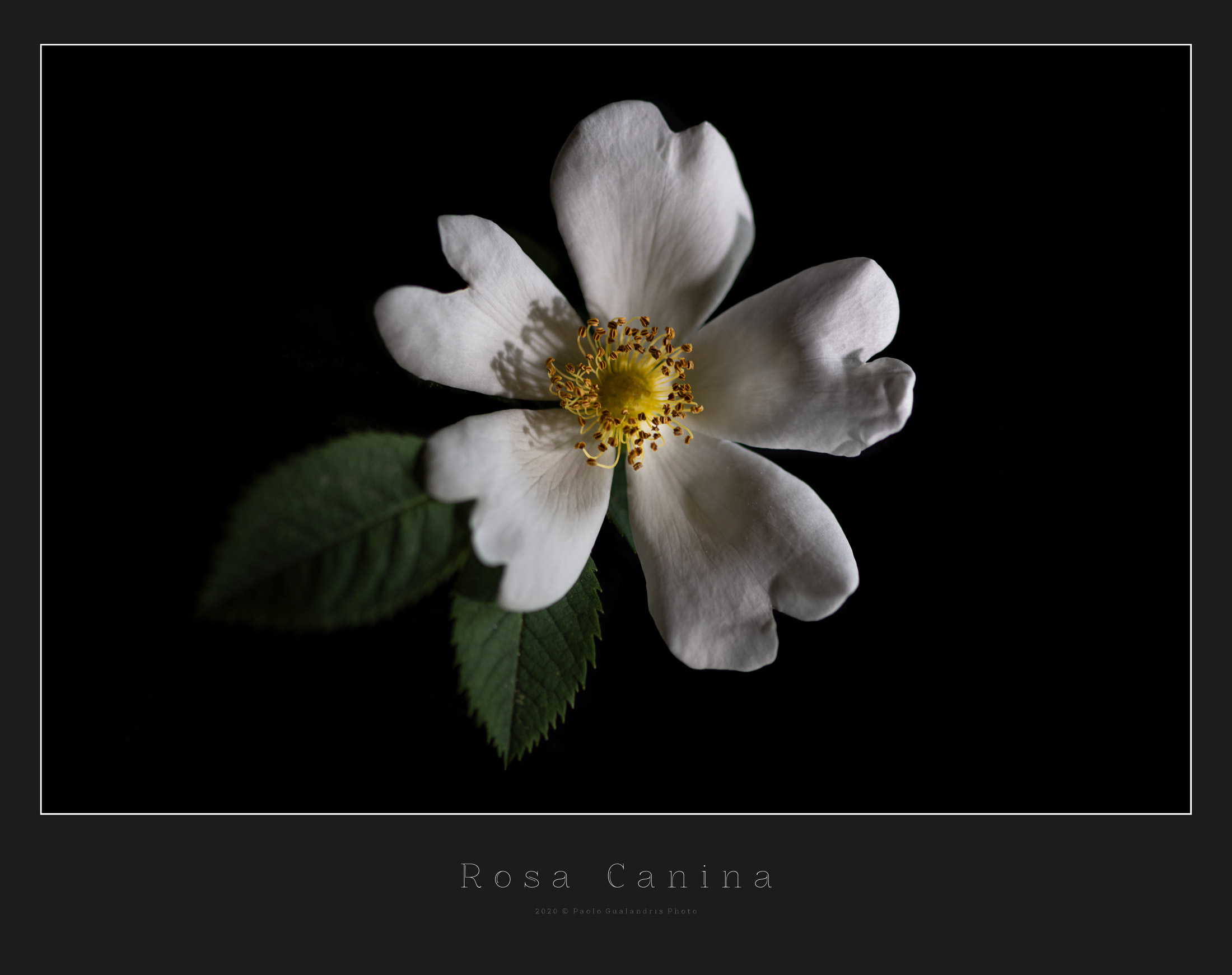 Rosa Canina