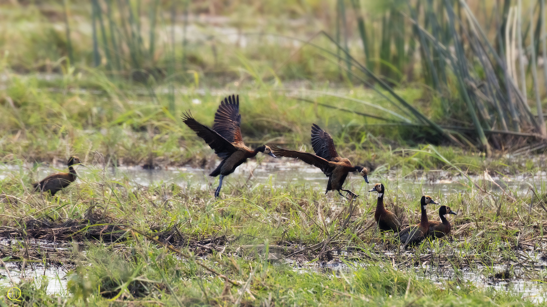Anatra fischio dalla faccia bianca (Dendrocygna viduata)