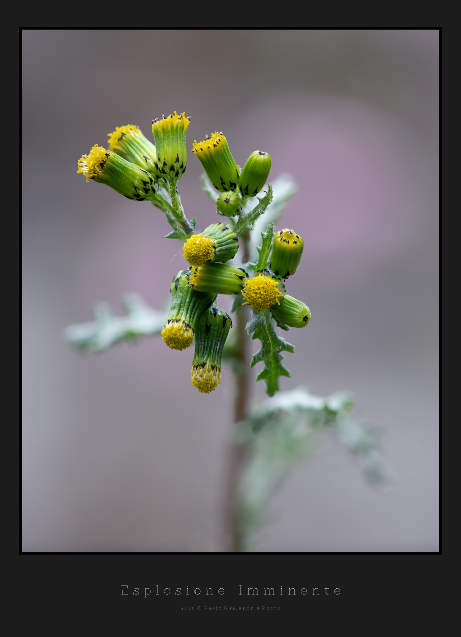 Esplosione Imminente